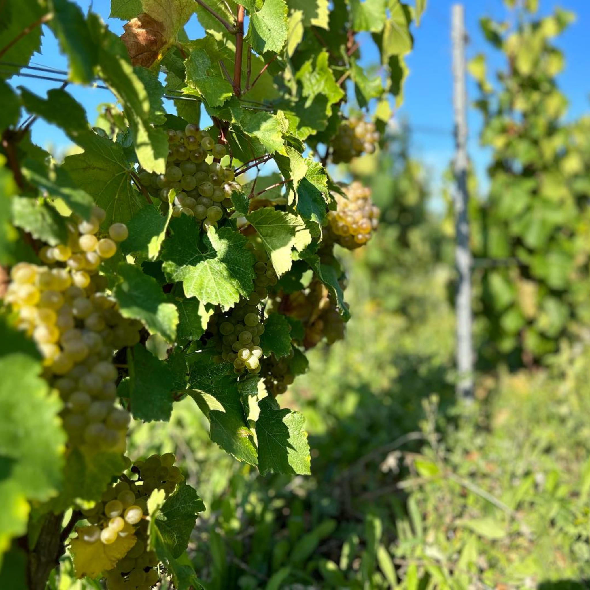Domaine 47°N 3°E Chablis 2023