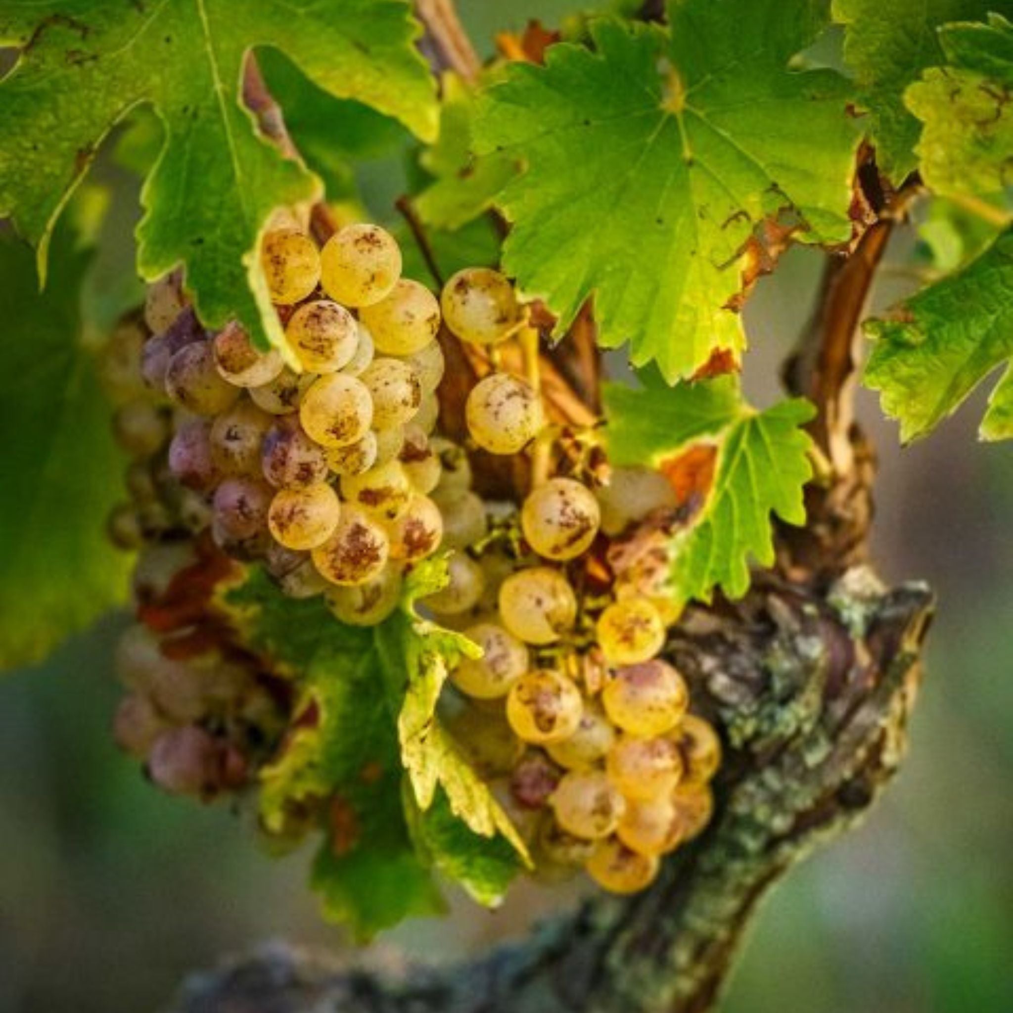 Domaine Pichot Clos Berger Vouvray Demi-Sec 2023