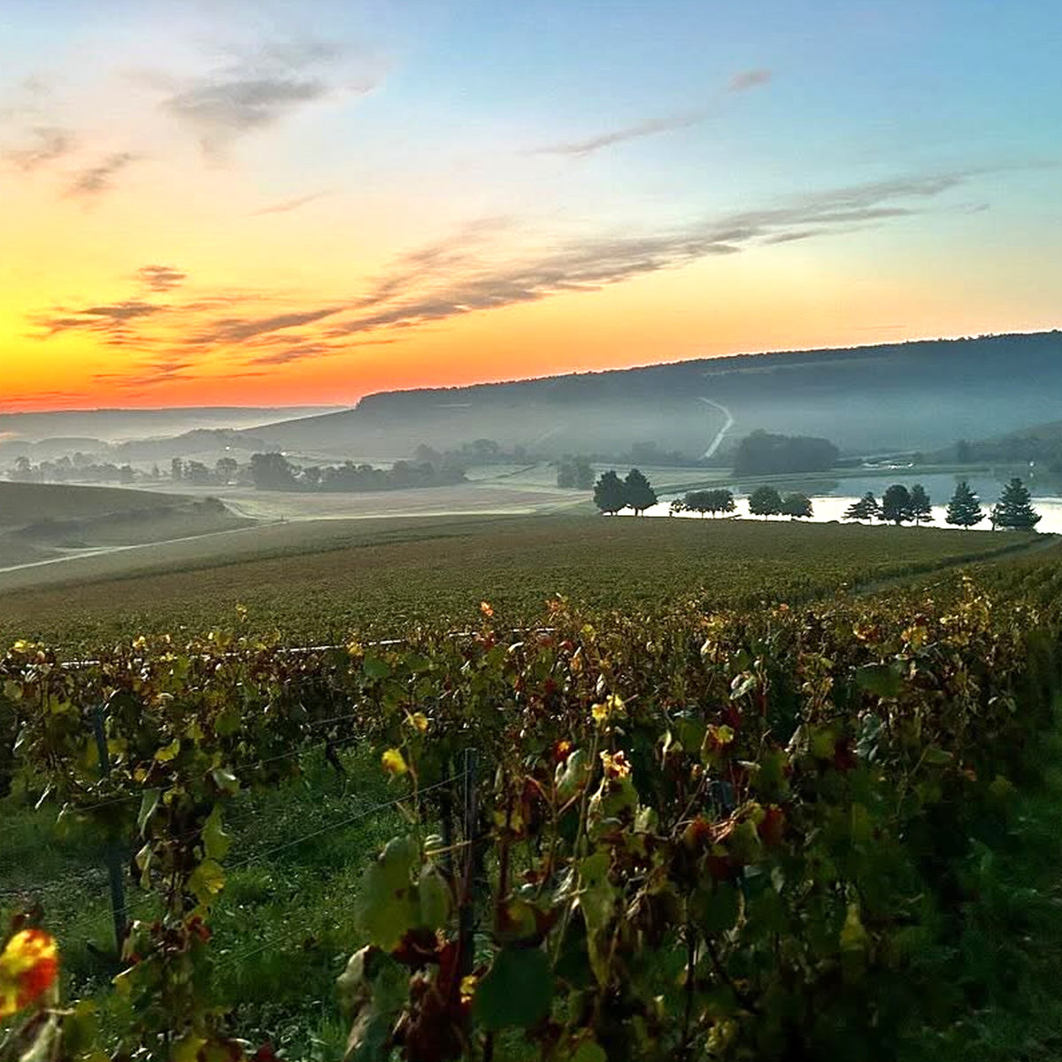 Domaine 47°N 3°E Petit Chablis 2022