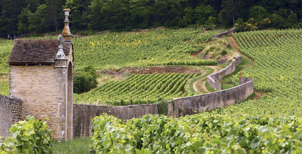 The Vineyard brand story