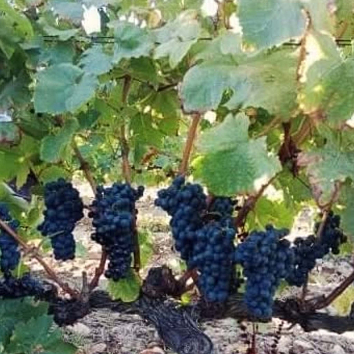 Domaine Charvin Châteauneuf-du-Pape 2022