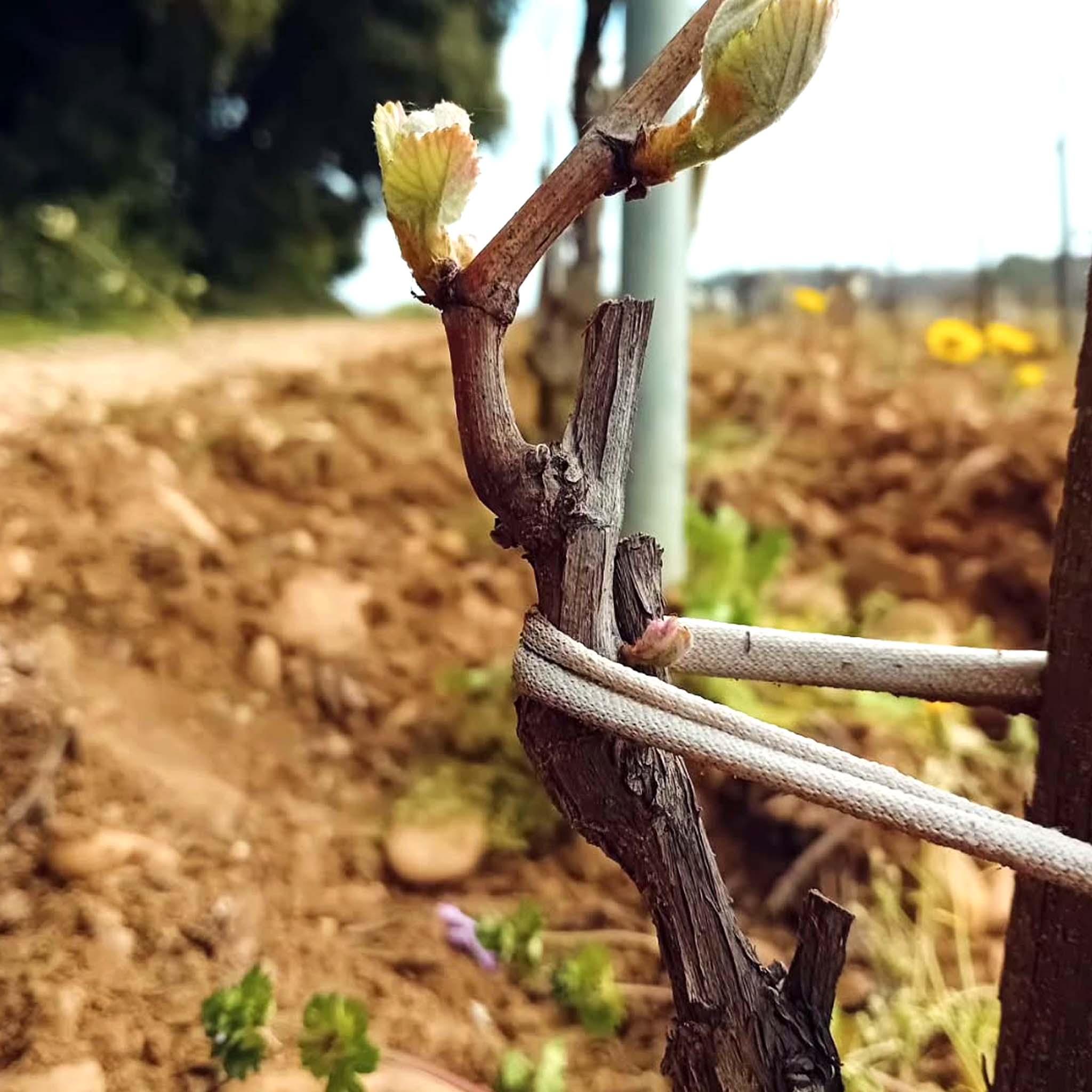 Domaine Charvin Châteauneuf-du-Pape 2022