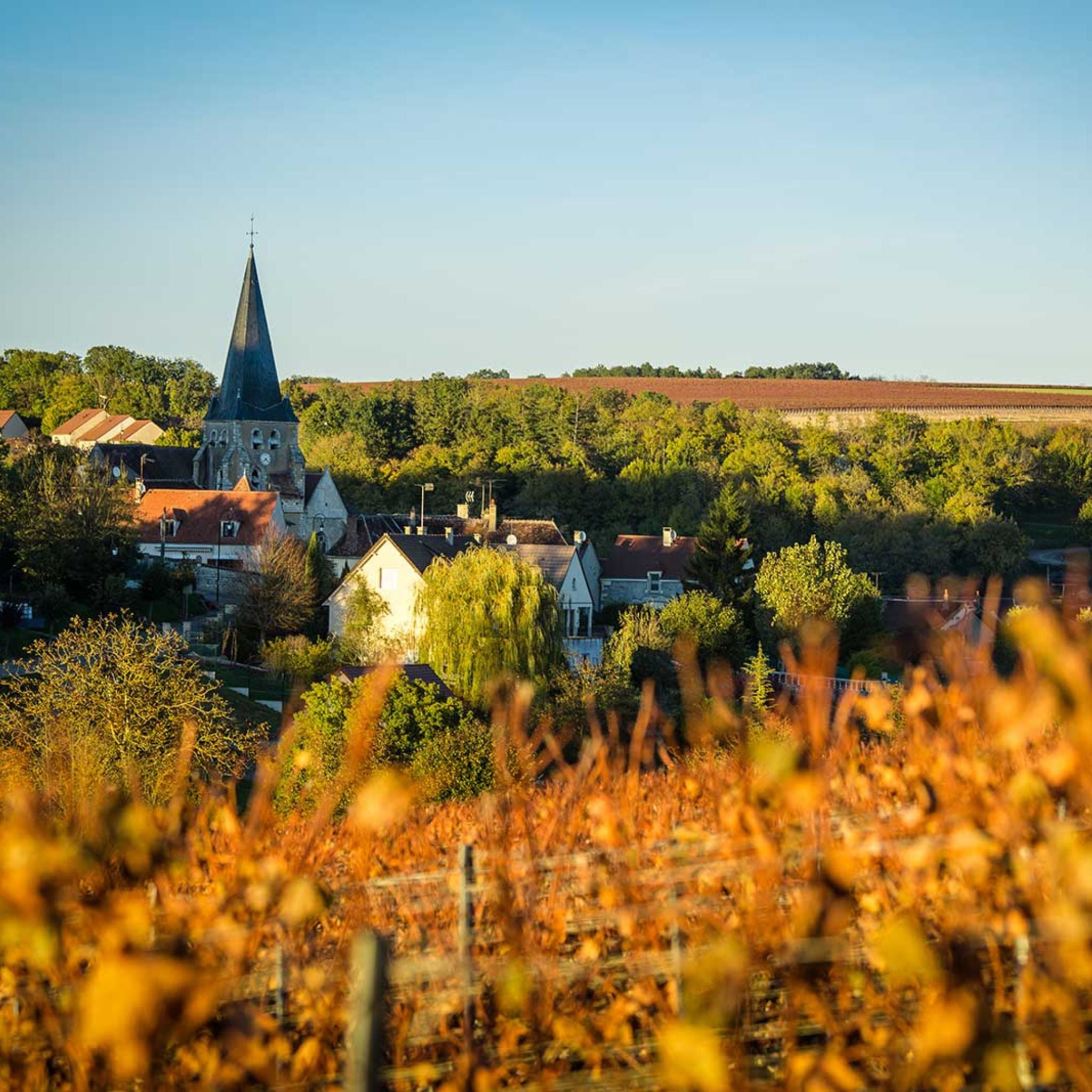Philosophy | Domaine Christophe Patrice