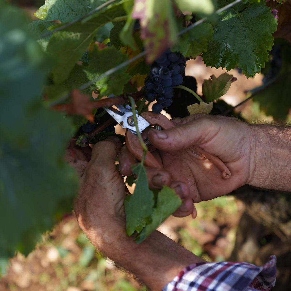 Domaine Collotte Marsannay Les Grasses Têtes 2024