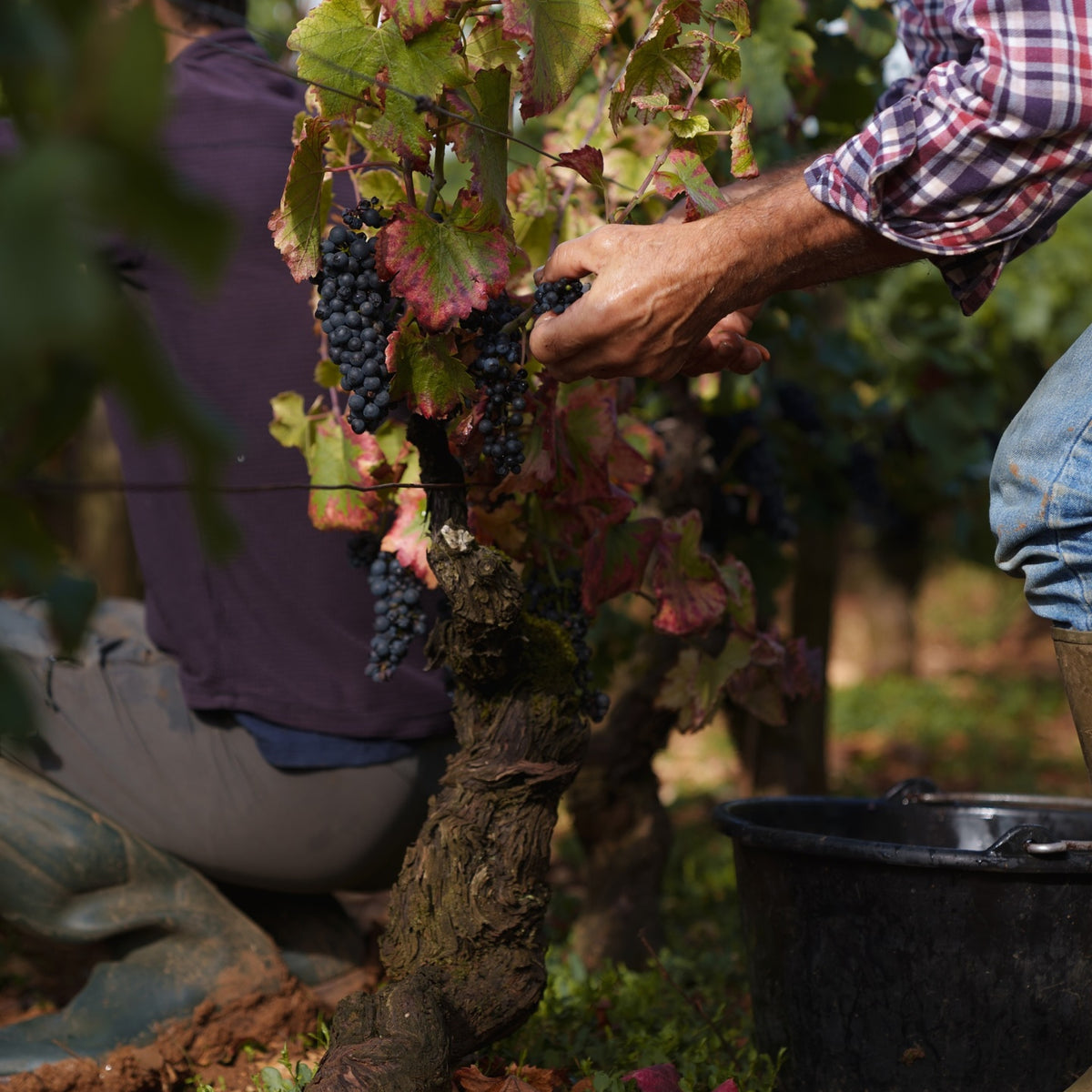 Domaine Collotte Gevrey-Chambertin 2023
