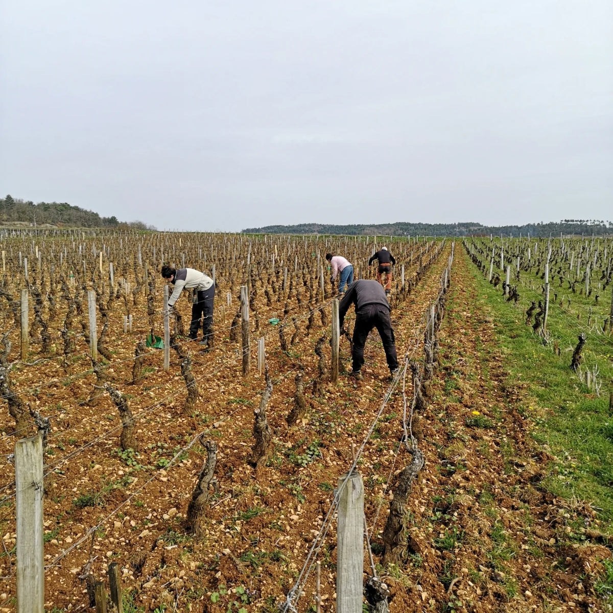Domaine Collotte Gevrey-Chambertin 2023