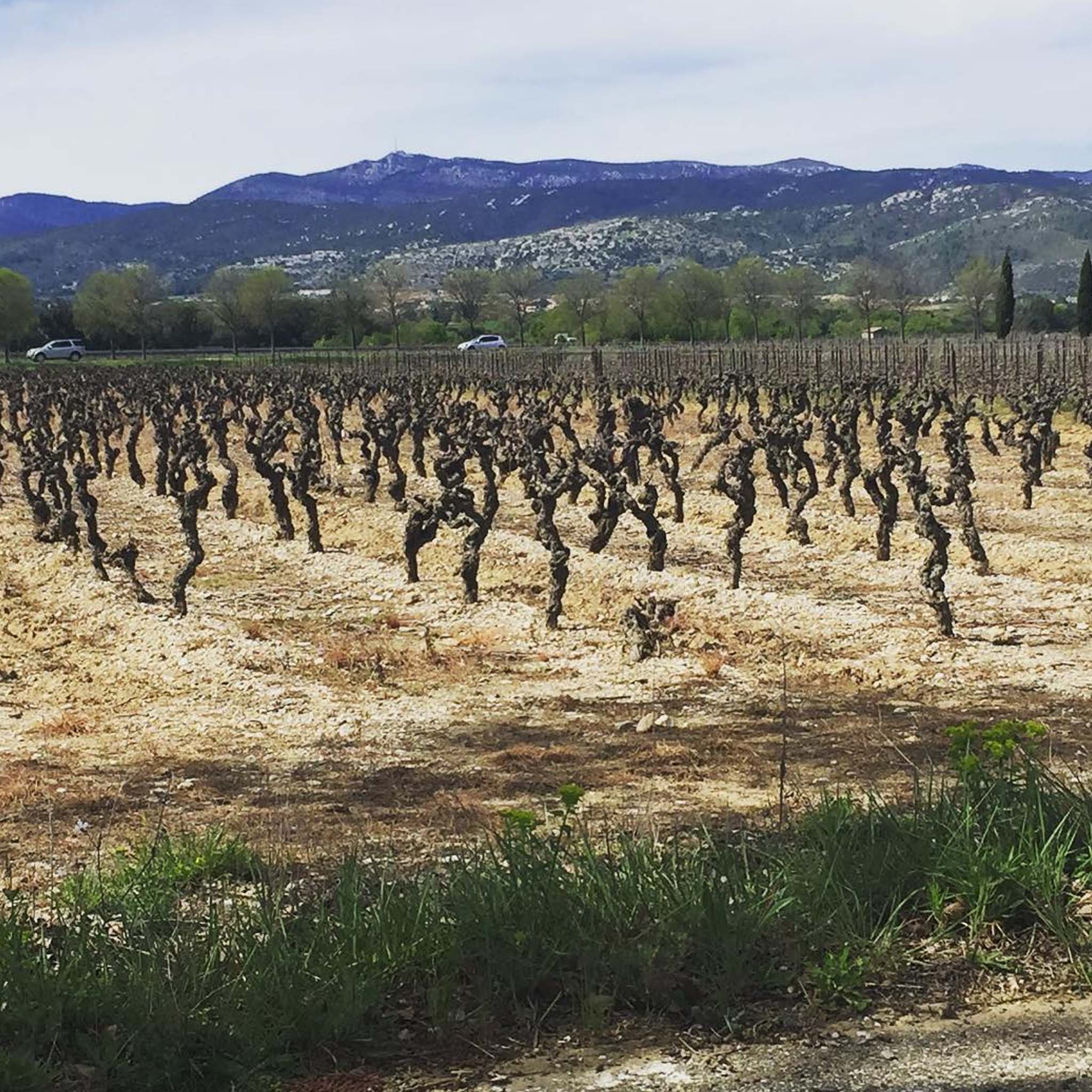 Domaine De La Grange des Pères Rouge 2022