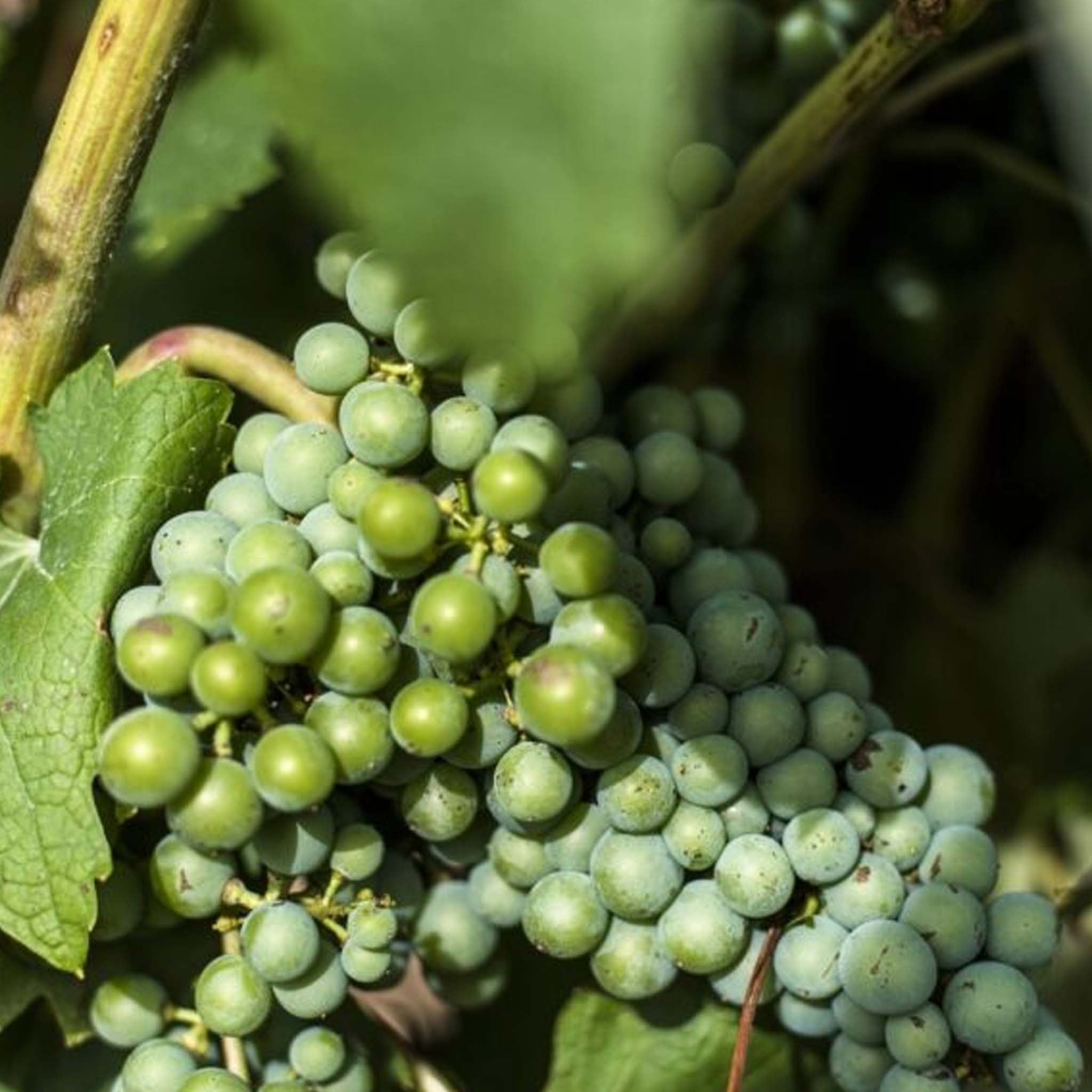 Domaine De La Grange des Pères Blanc 2022
