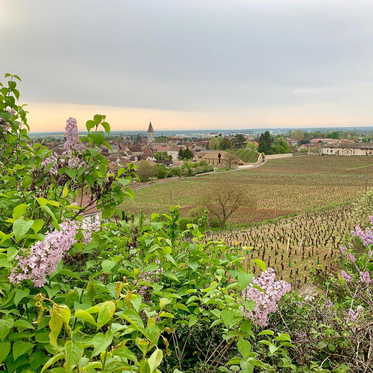 Domaine Dujac Morey Saint Denis 2022