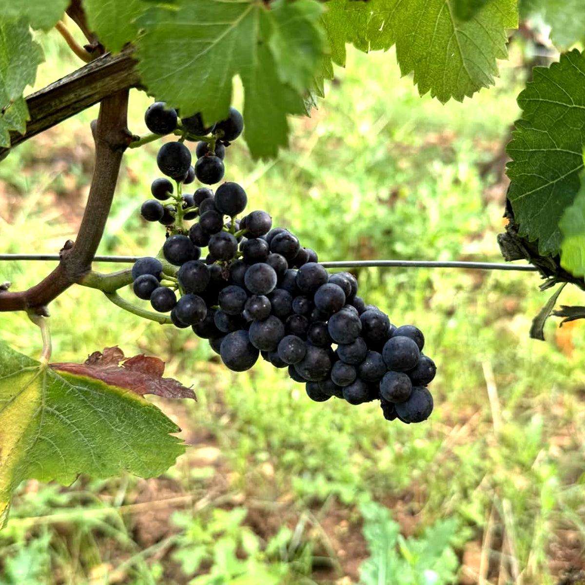 Domaine Dujac Morey Saint Denis 2022