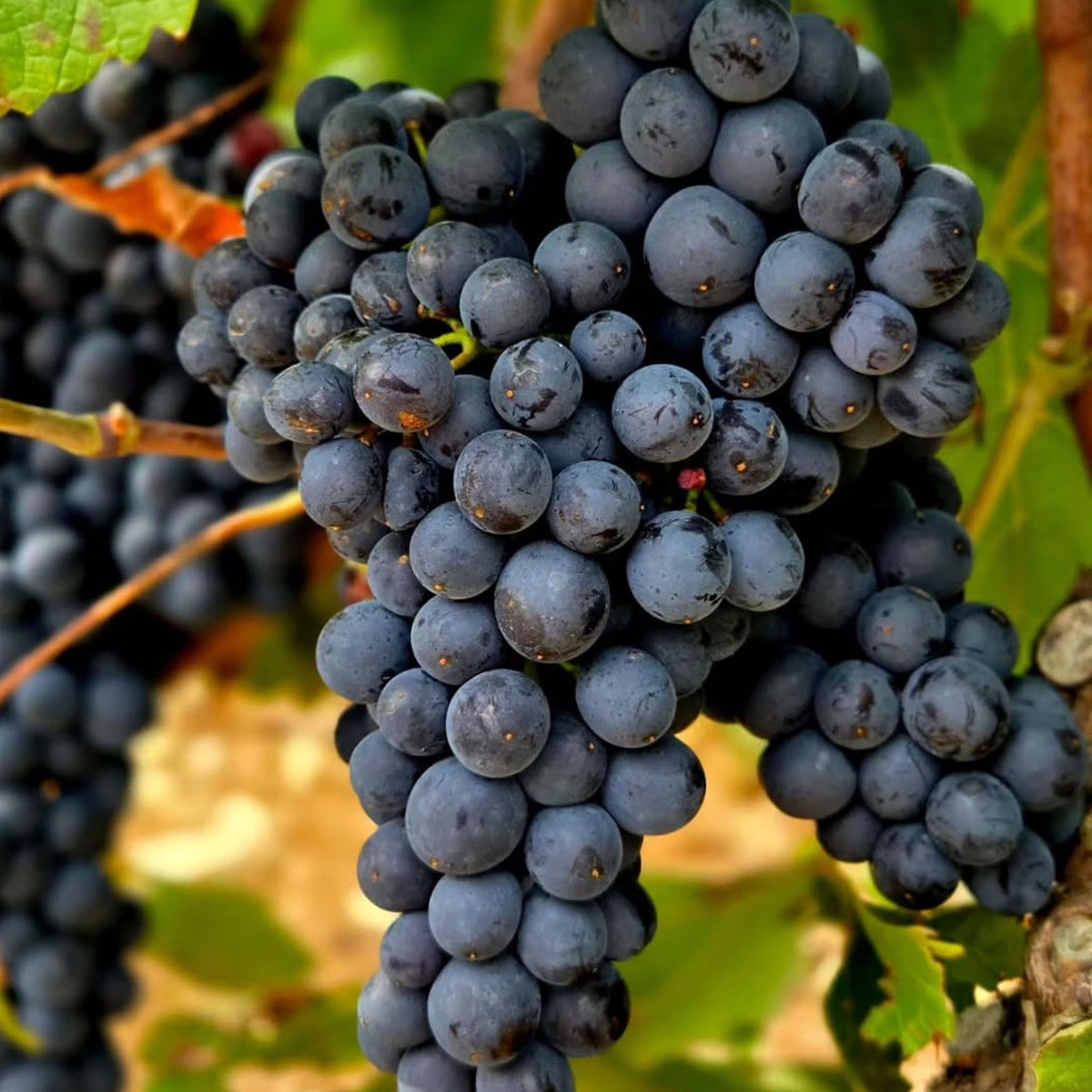 Domaine Fabien Coche Monthelie 1er Cru Les Barbières AOC 2023