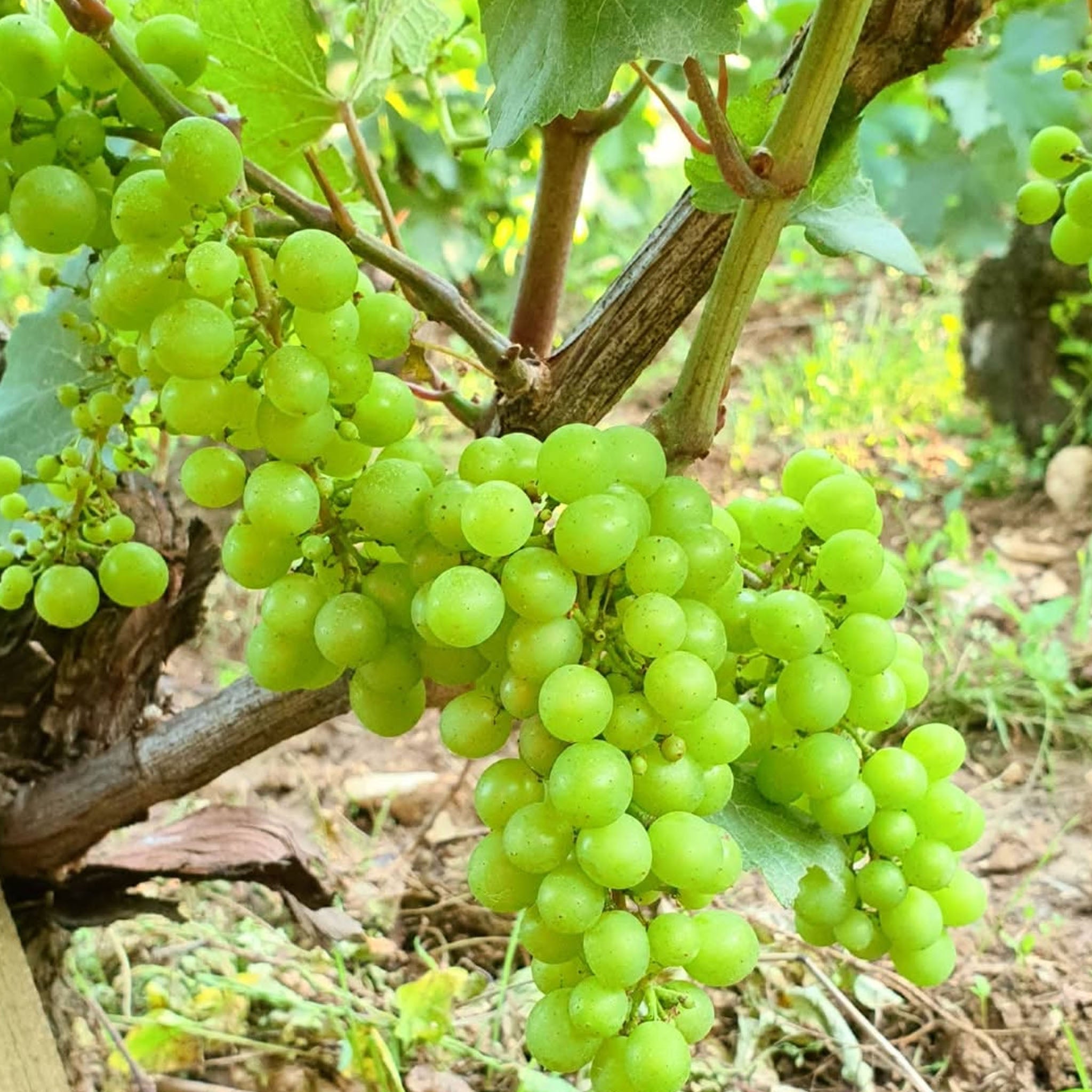 Domaine Fabien Coche Meursault Les Charmes 2023