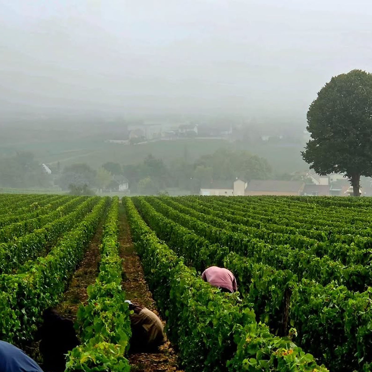 Domaine Fabien Coche Monthelie 1er Cru Les Barbières AOC 2023