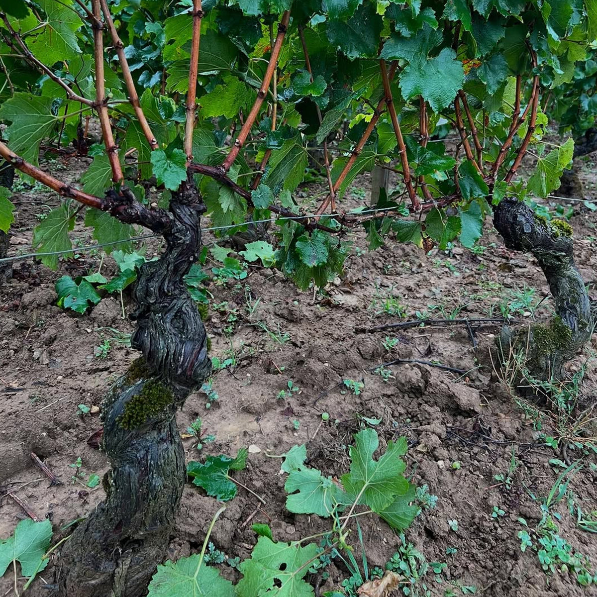 Domaine Henri & Philippe Jouan Morey Saint Denis 1er Cru Clos Sorbe 2023