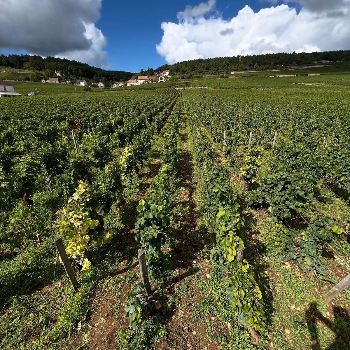 Domaine Henri & Philippe Jouan Morey Saint Denis 1er Cru Clos Sorbe 2023