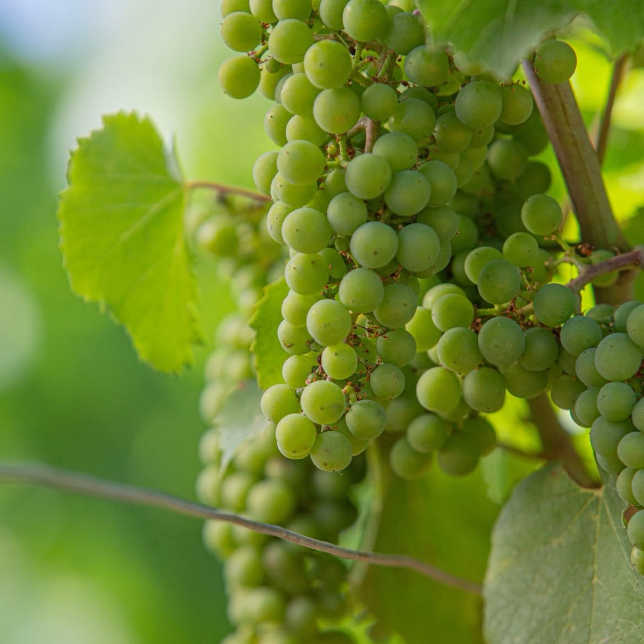 Domaine Leflaive Macon Verzé ‘La Jobeline’ 2024