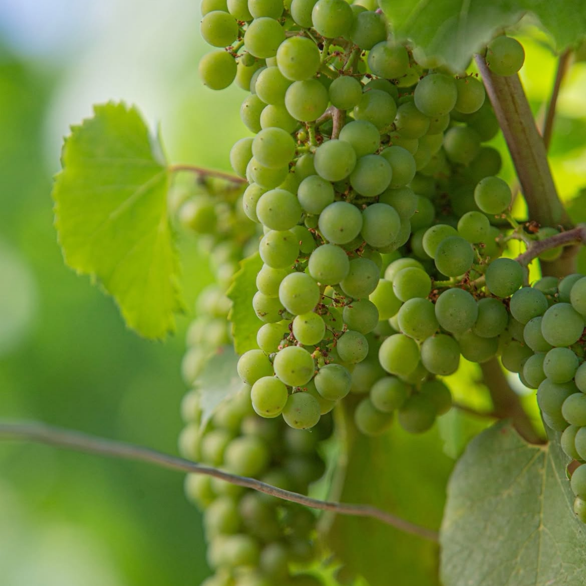 Domaine Leflaive Mâcon-Verzé 2024