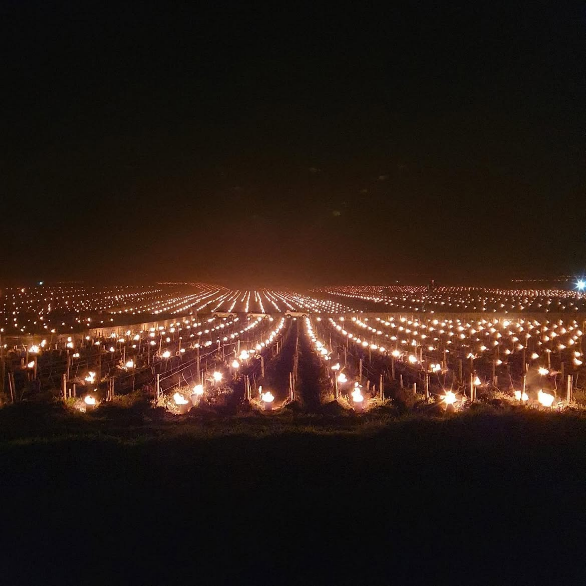 Domaine Leflaive Macon Verzé ‘La Jobeline’ 2024