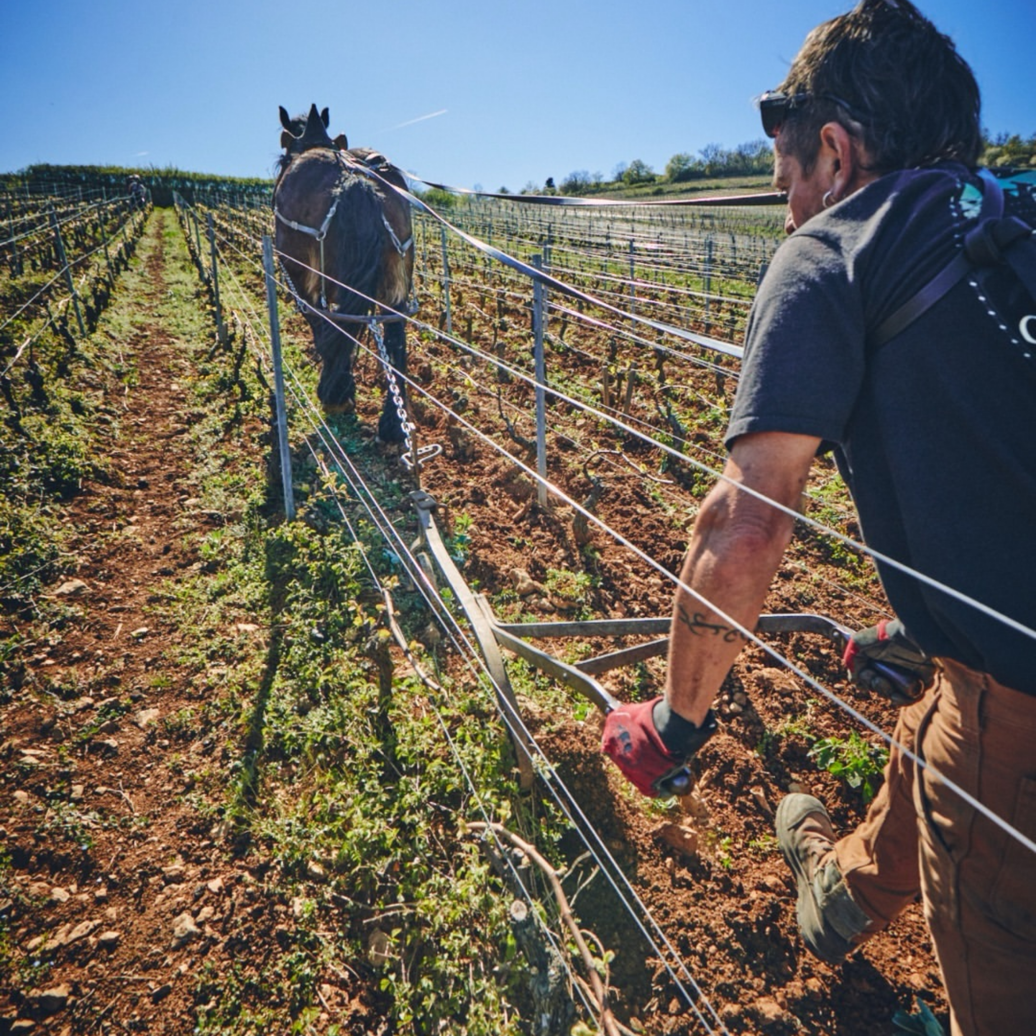 Domaine Leflaive Macon Verzé ‘La Jobeline’ 2024