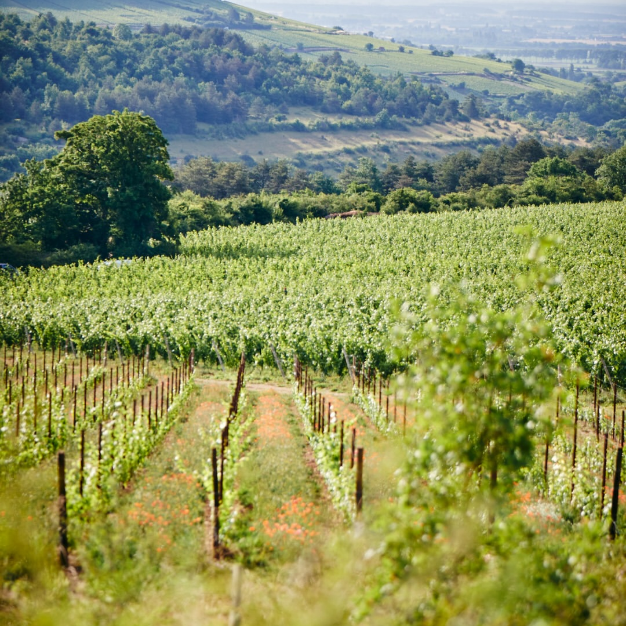 Domaine Leflaive Macon Verzé ‘La Jobeline’ 2024