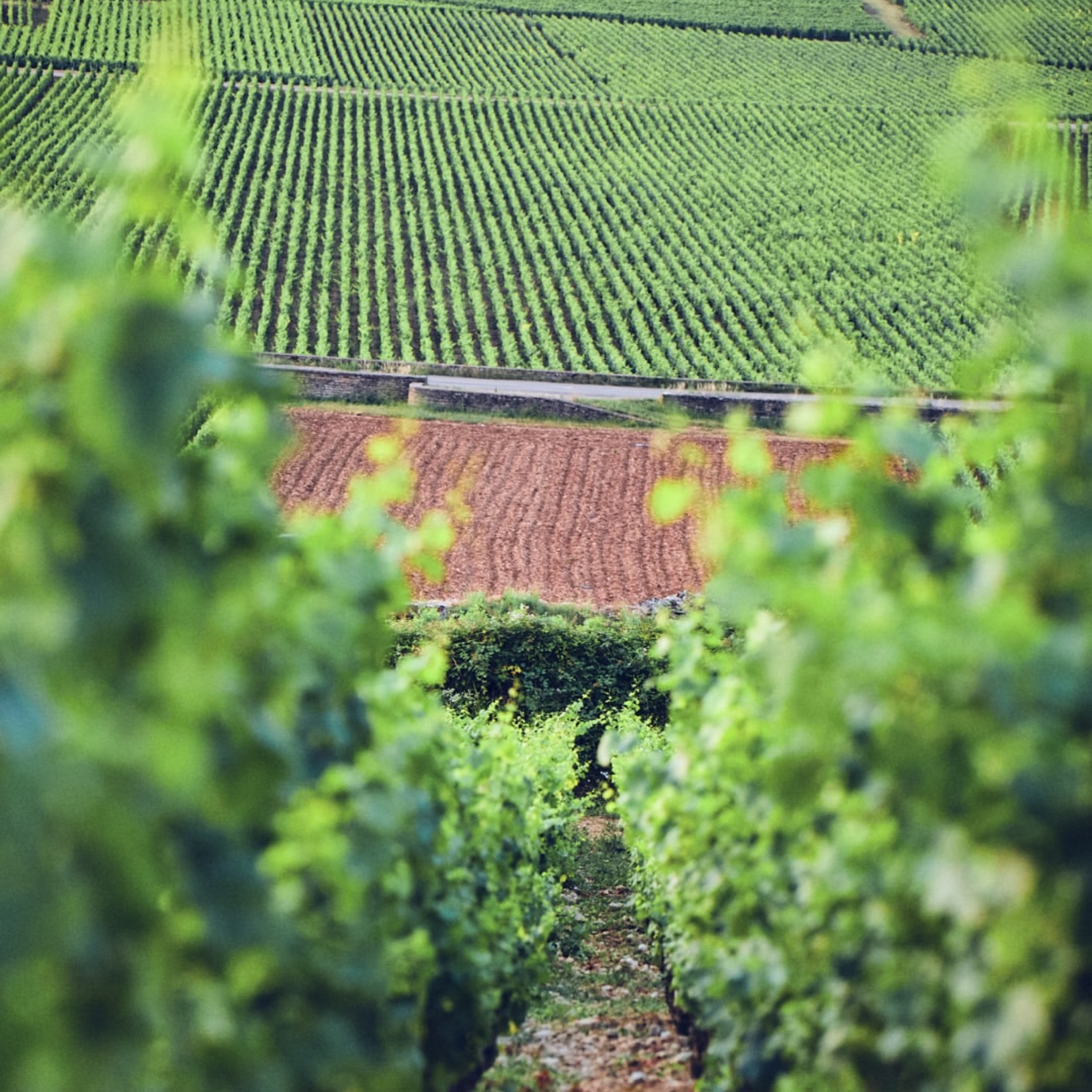Domaine Leflaive Macon Verzé ‘La Jobeline’ 2024