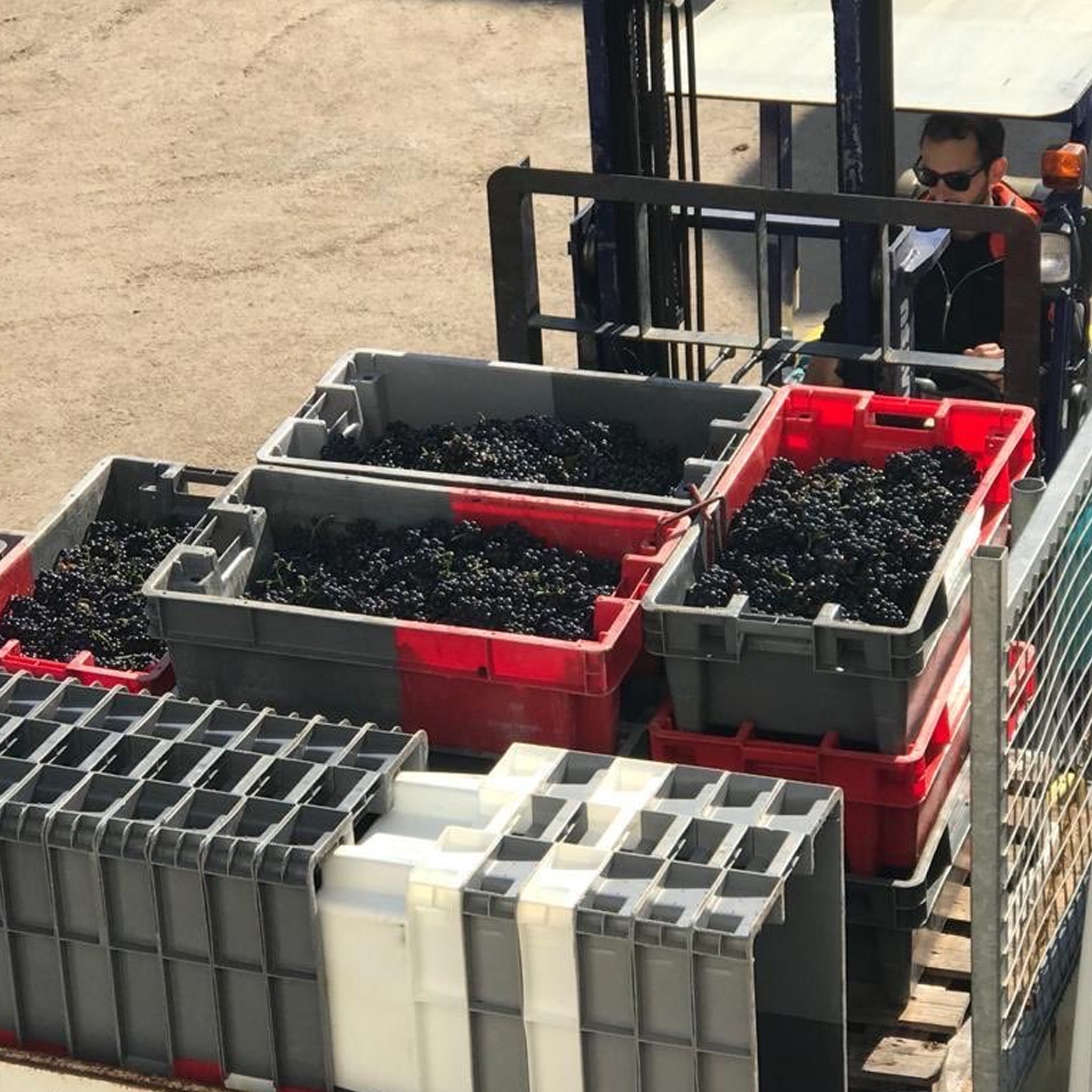 Domaine Marquis d'Angerville Volnay 1er Cru Taillepieds 2022