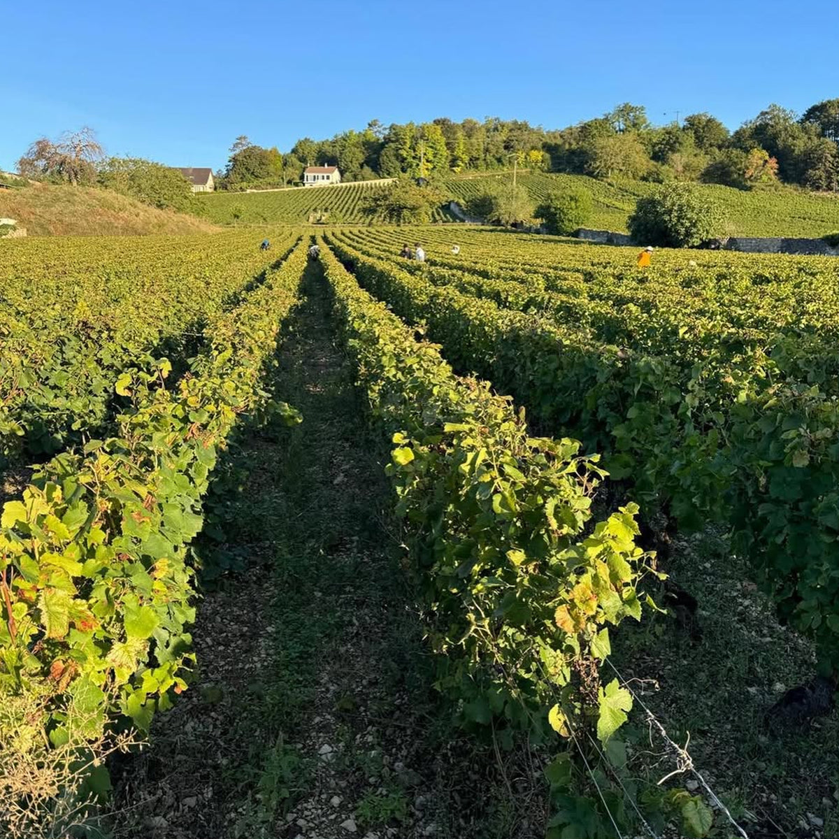 Domaine Marquis d'Angerville Volnay 1er Cru Champans 2022