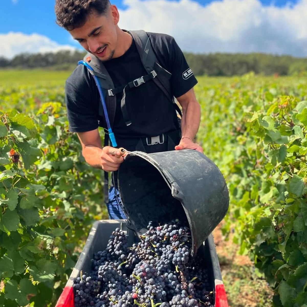 Domaine Marquis d'Angerville Volnay 1er Cru Champans 2022