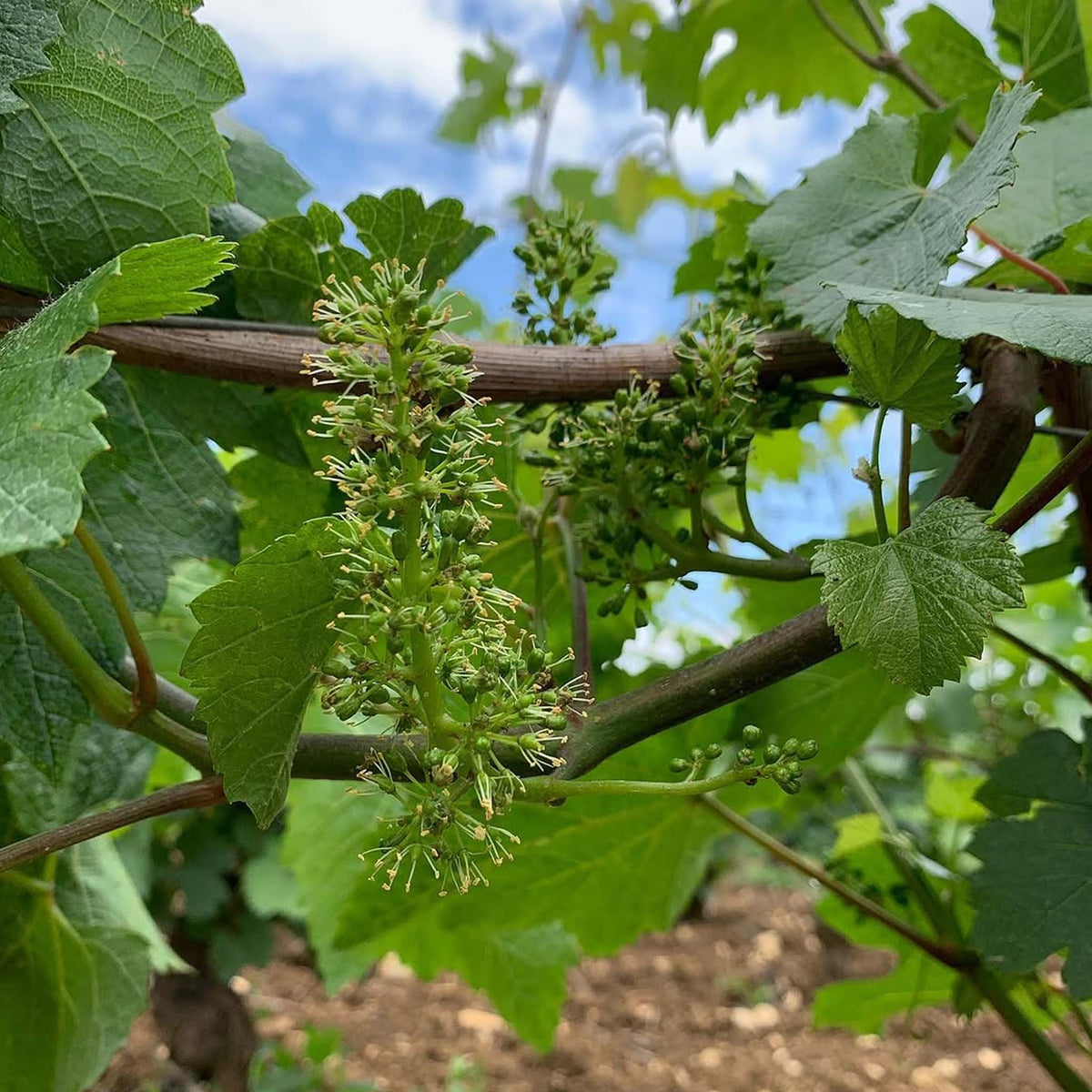 Domaine Matrot Meursault 2023