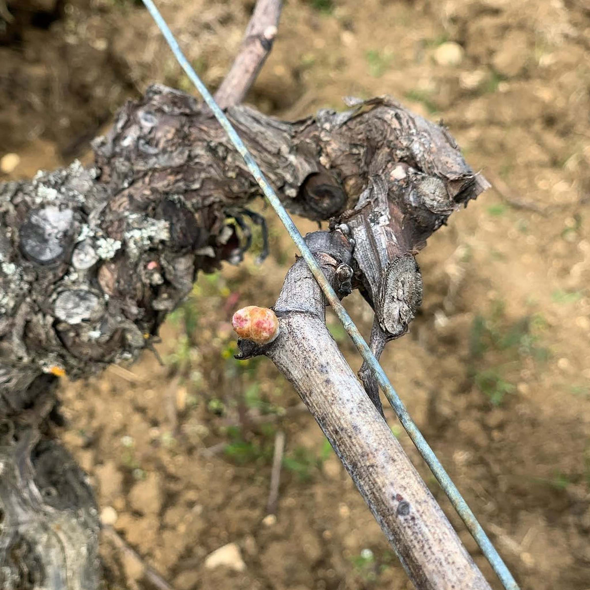 Domaine Matrot Volnay 1er Cru Santenots 2023