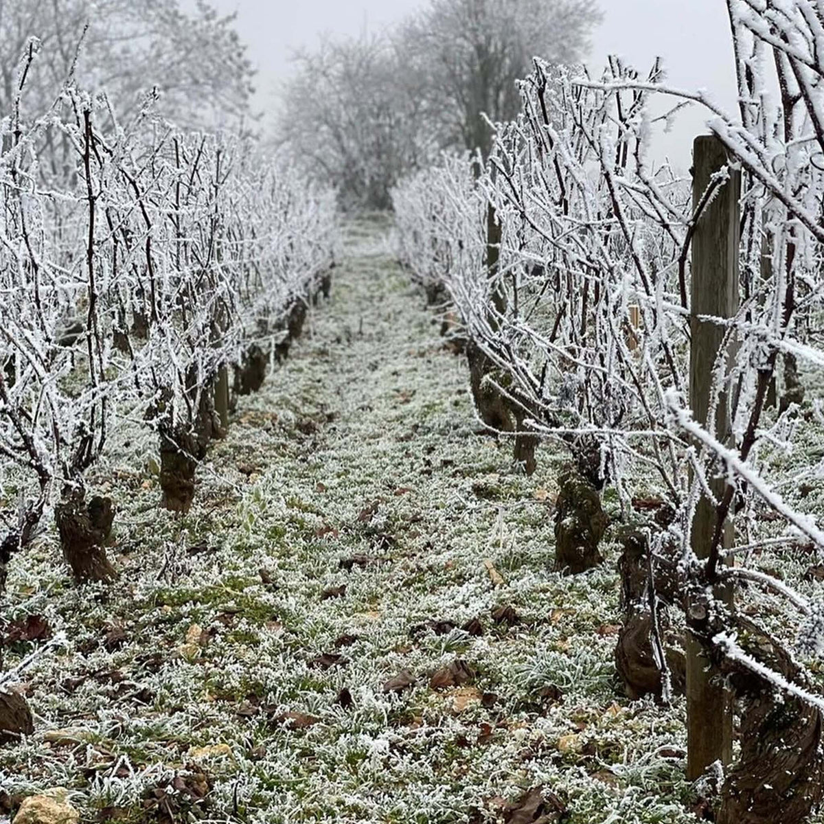 Domaine Matrot Meursault 2023