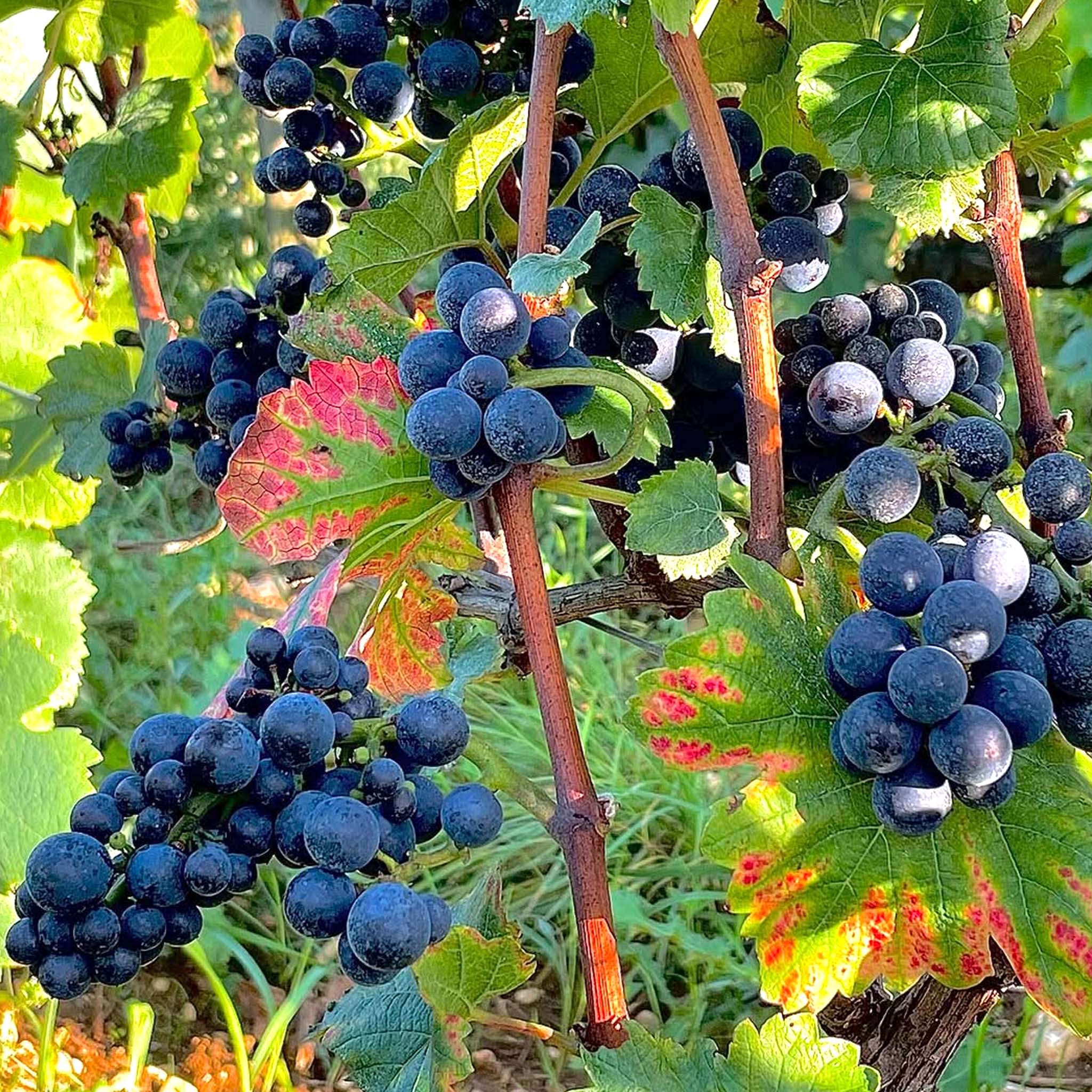 Domaine Meo-Camuzet Bourgogne Rouge Cuvée Etienne 2023