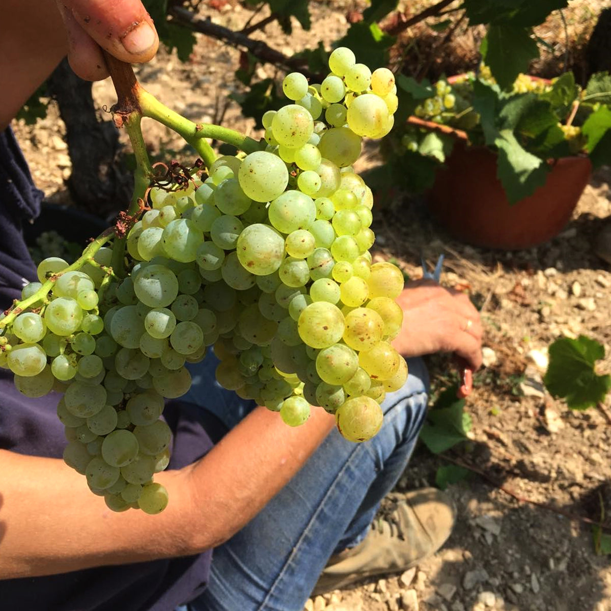 Domaine Moreau-Naudet Chablis 1er Cru Beauregard 2023 1.5L