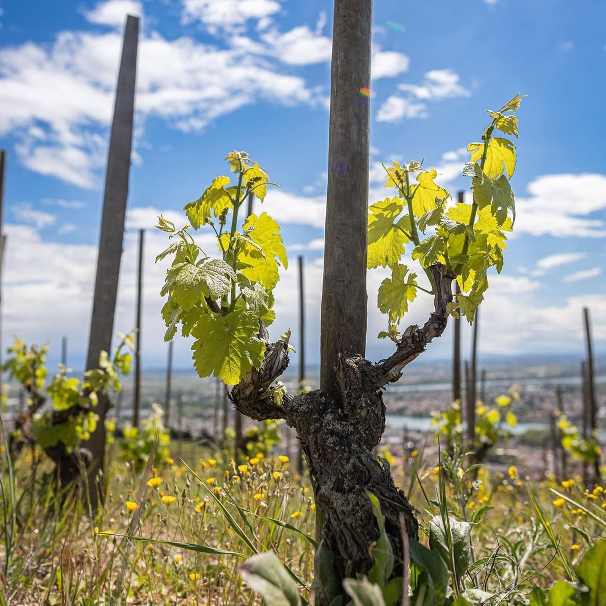 Domaine Paul Jaboulet Cotes du Rhône Rouge Parallele 45 2022