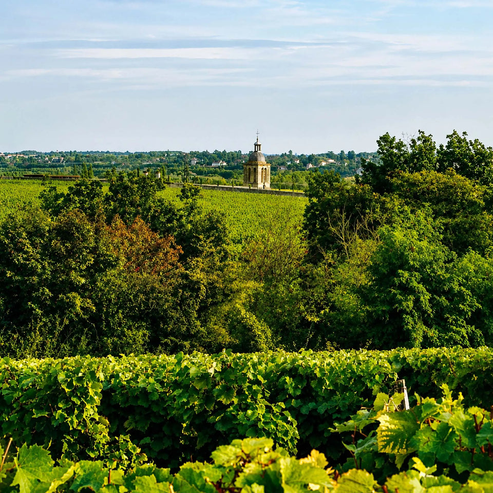 Domaine Pichot brand story