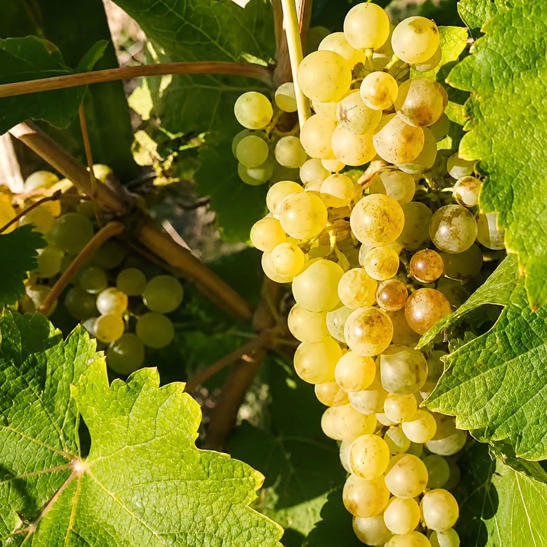 Domaine Pichot Coteau de la Biche Vouvray Sec 2024