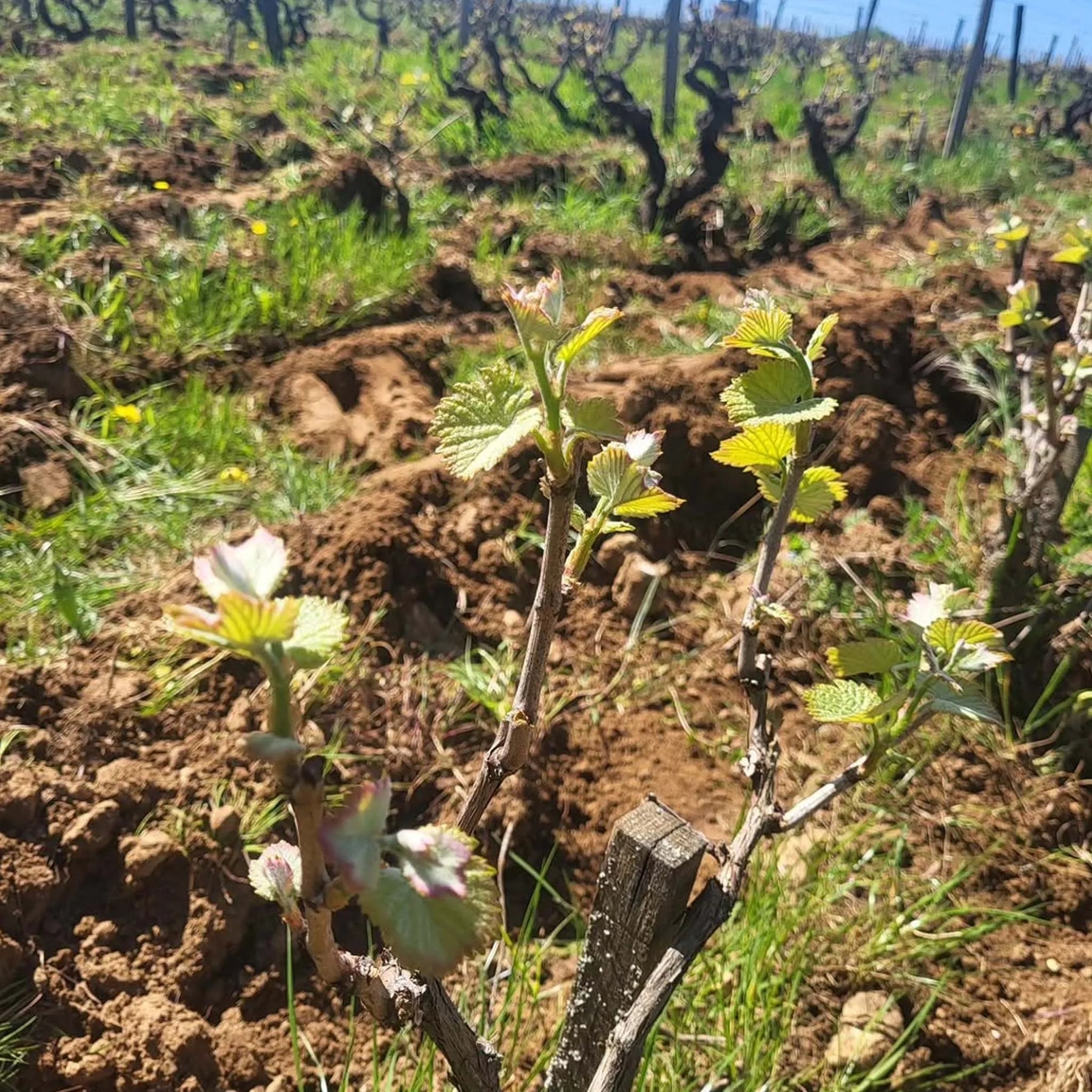 Domaine Pichot Coteau de la Biche Vouvray Sec 2024