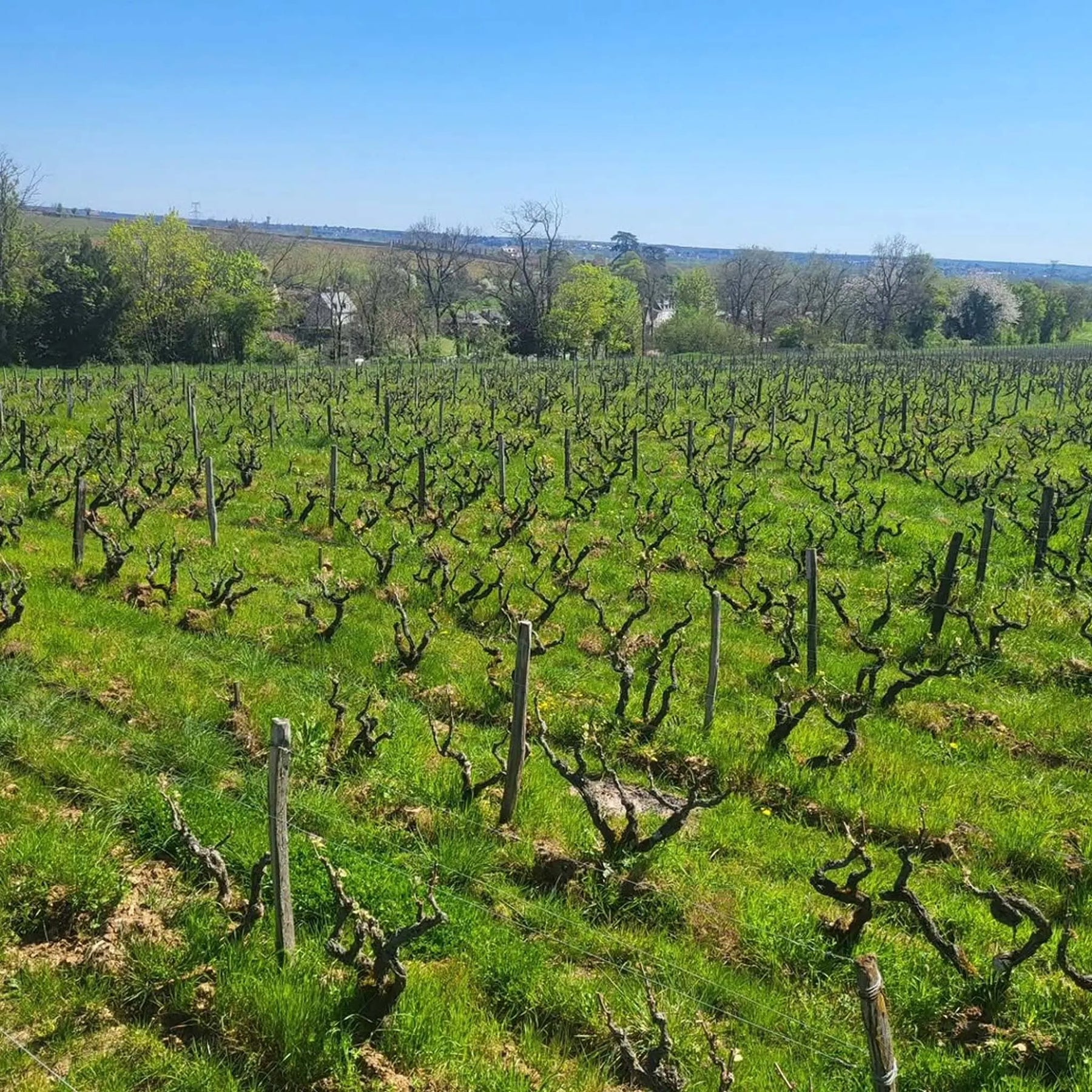 Domaine Pichot Coteau de la Biche Vouvray Sec 2024