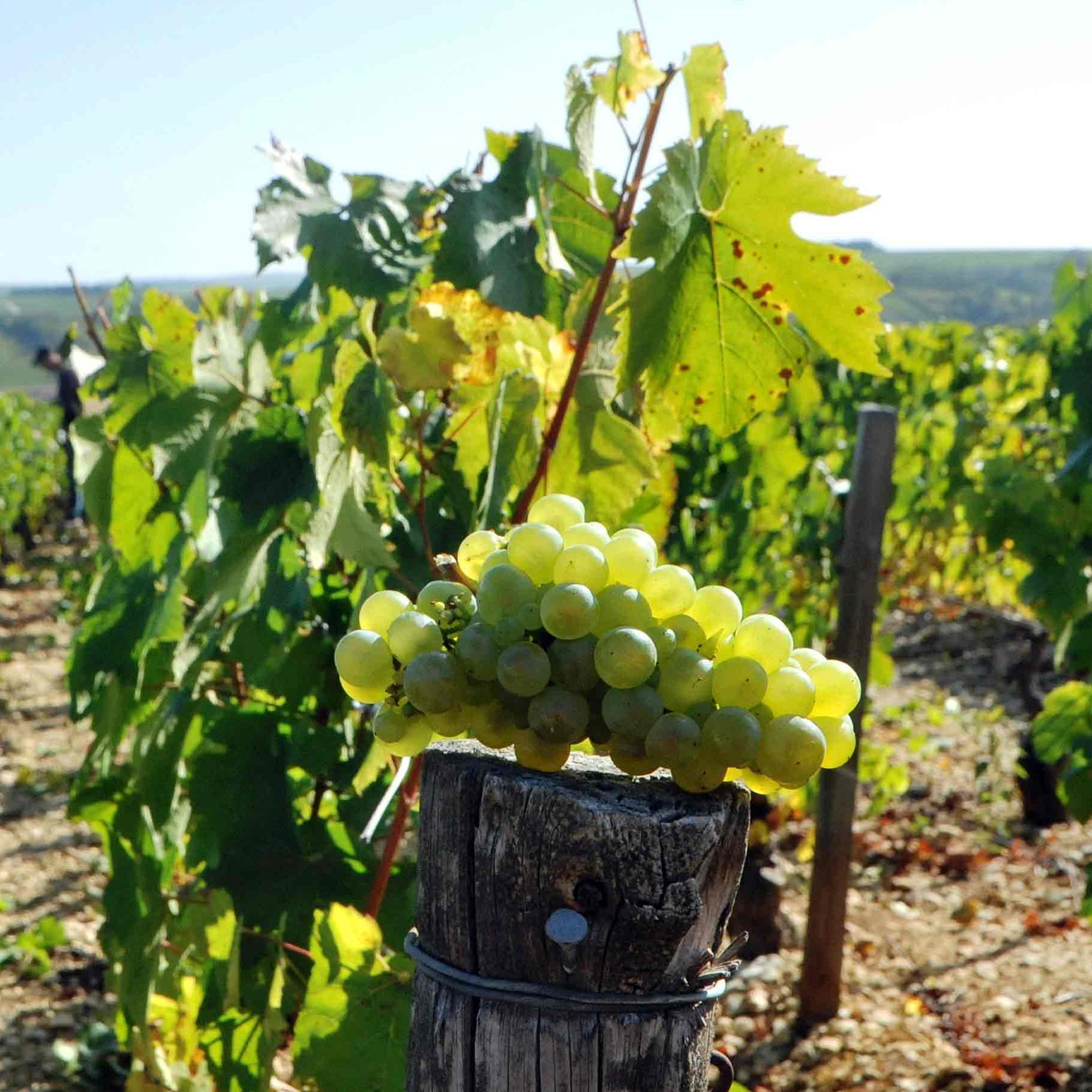 Domaine Samuel Billaud Petit Chablis 2023