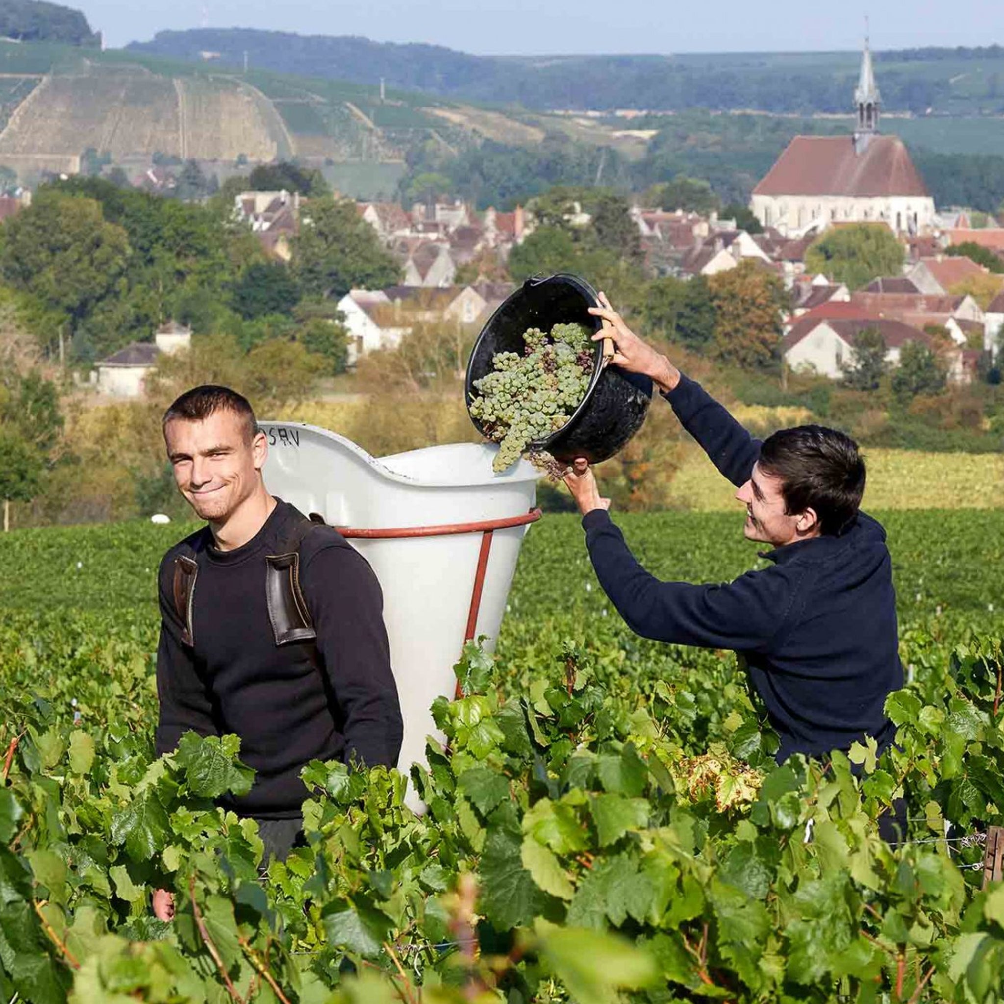 Domaine Samuel Billaud Petit Chablis 2023