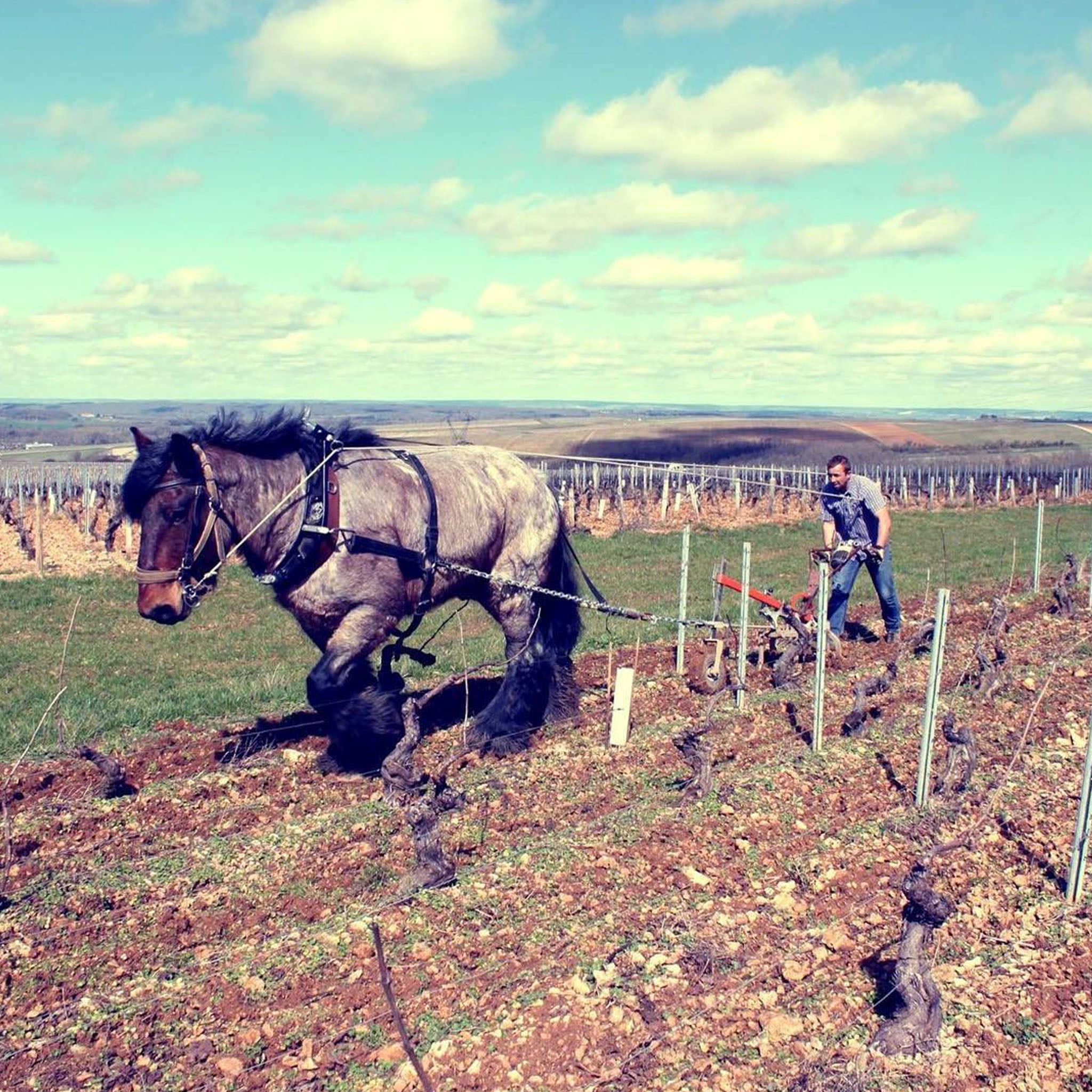 Philosophy | Domaine Séguinot-Bordet