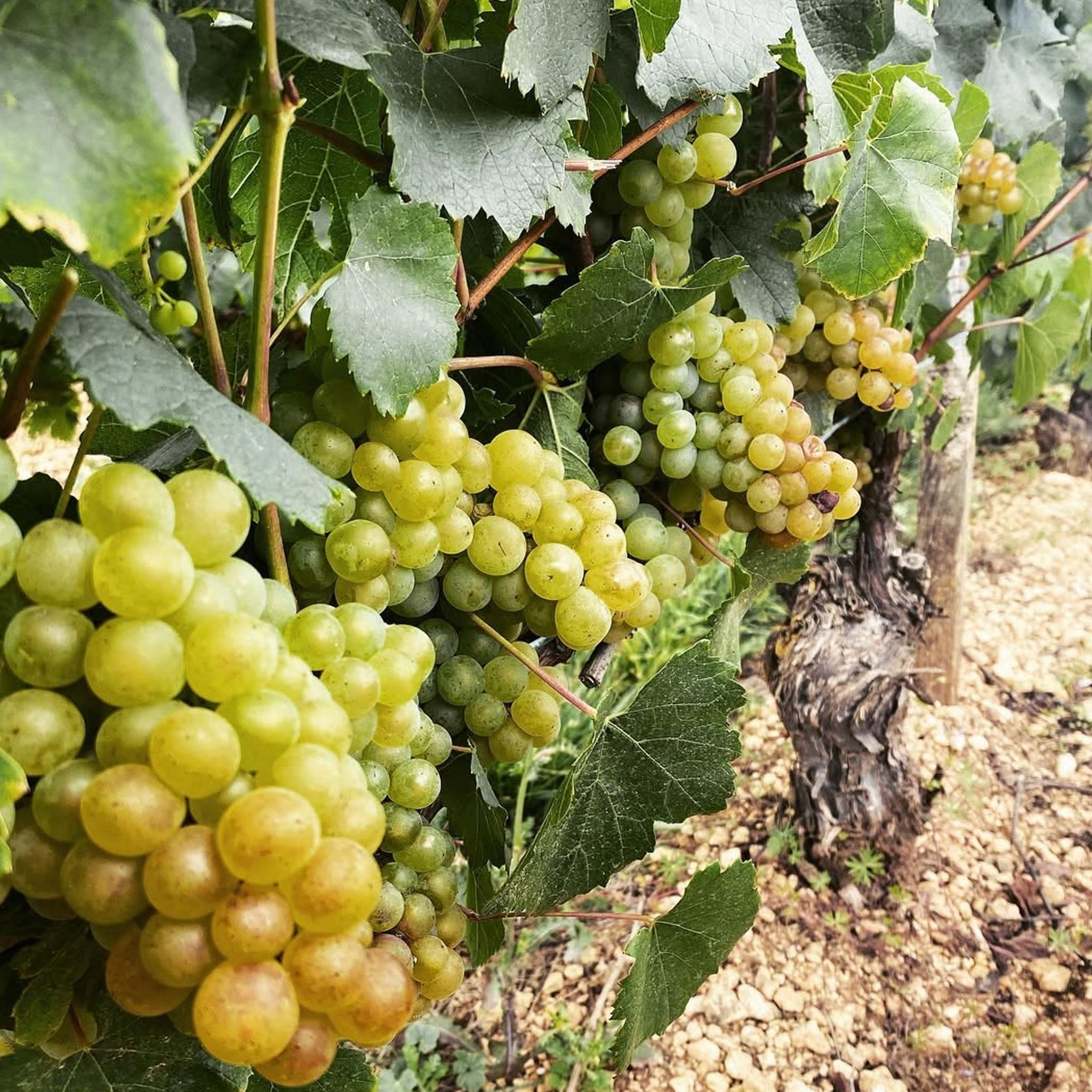 Domaine Seguinot Bordet Chablis 1er Cru Vaillons 2023