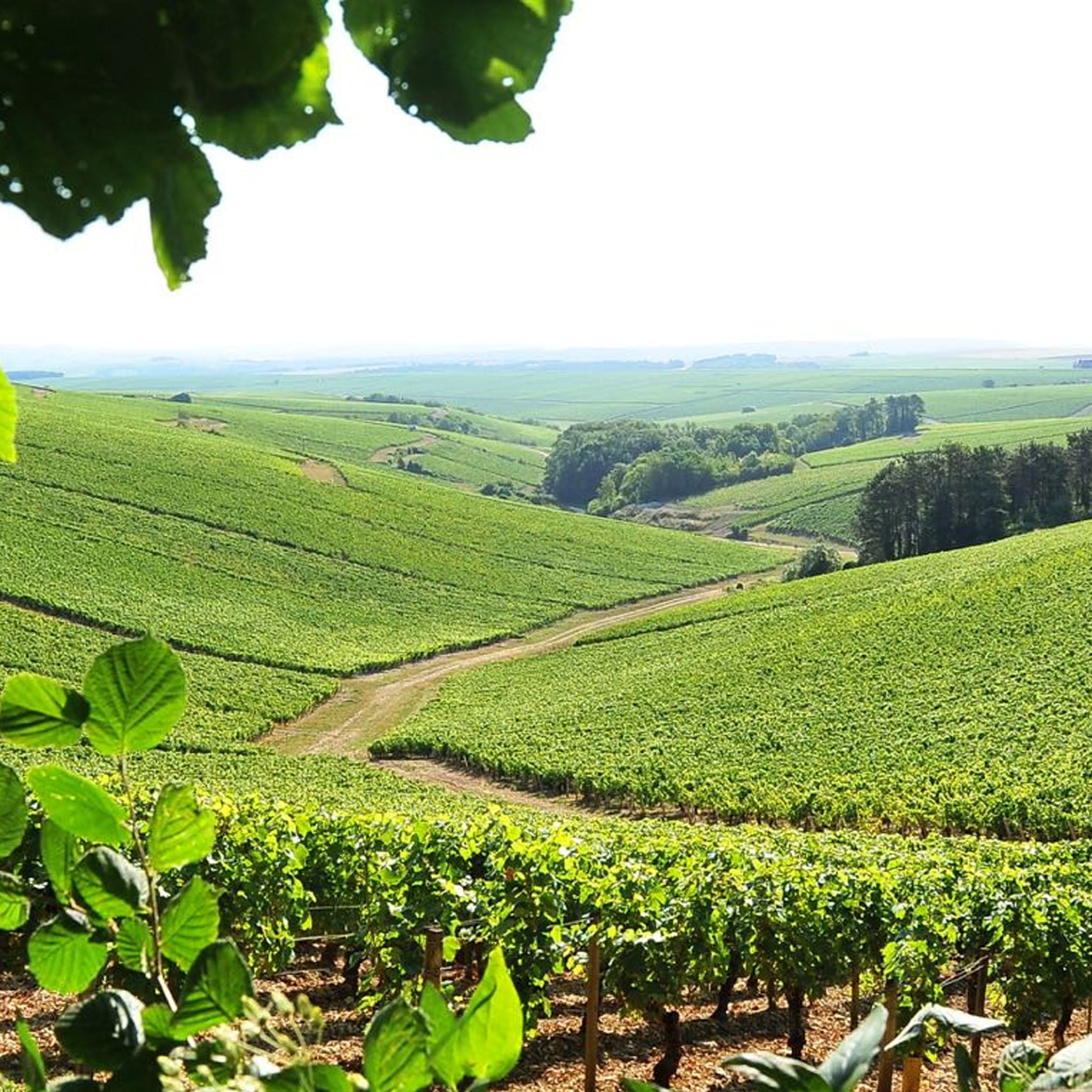 Domaine Seguinot Bordet Chablis 1er Cru Vaillons 2023