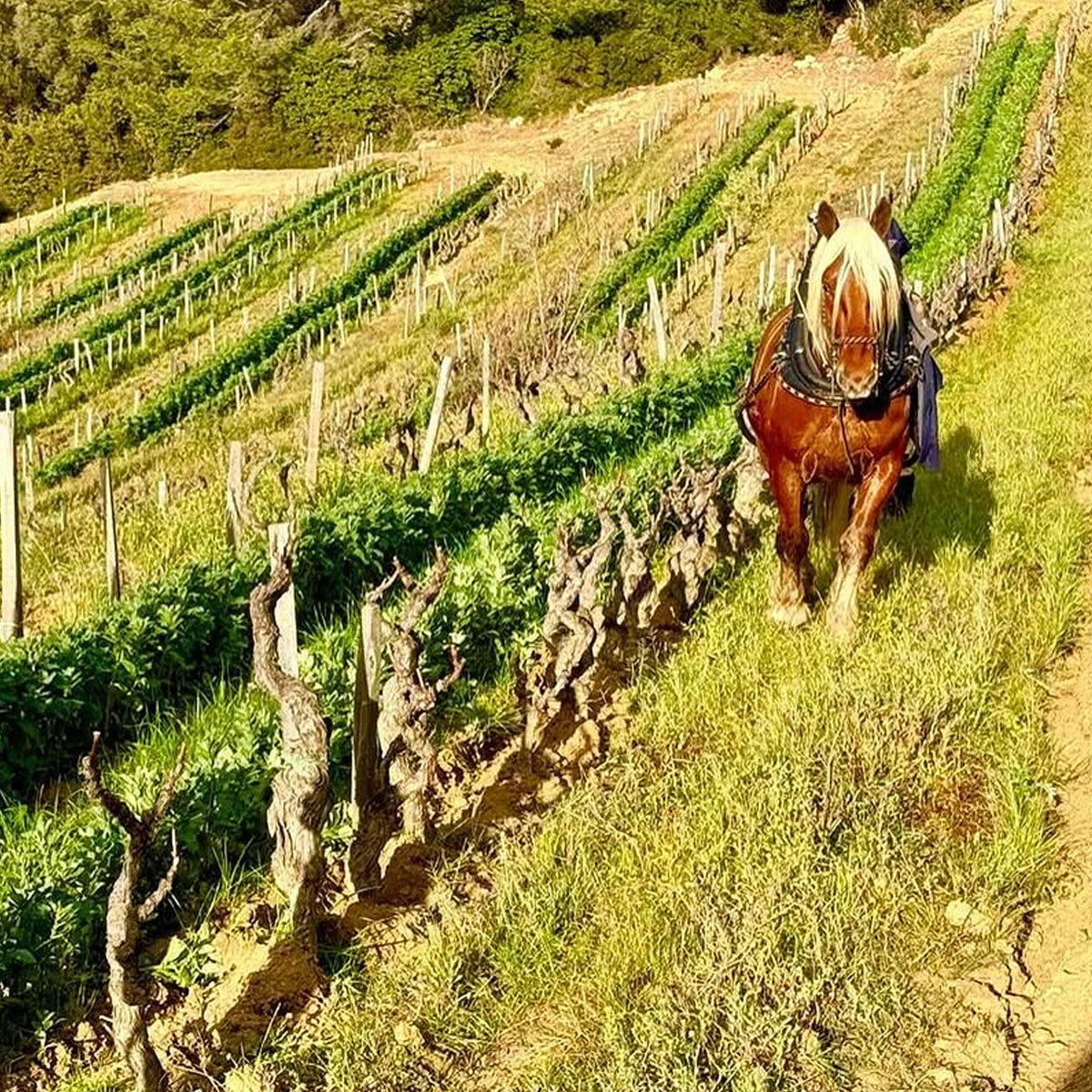 Domaine Tempier Bandol Rosé 2025