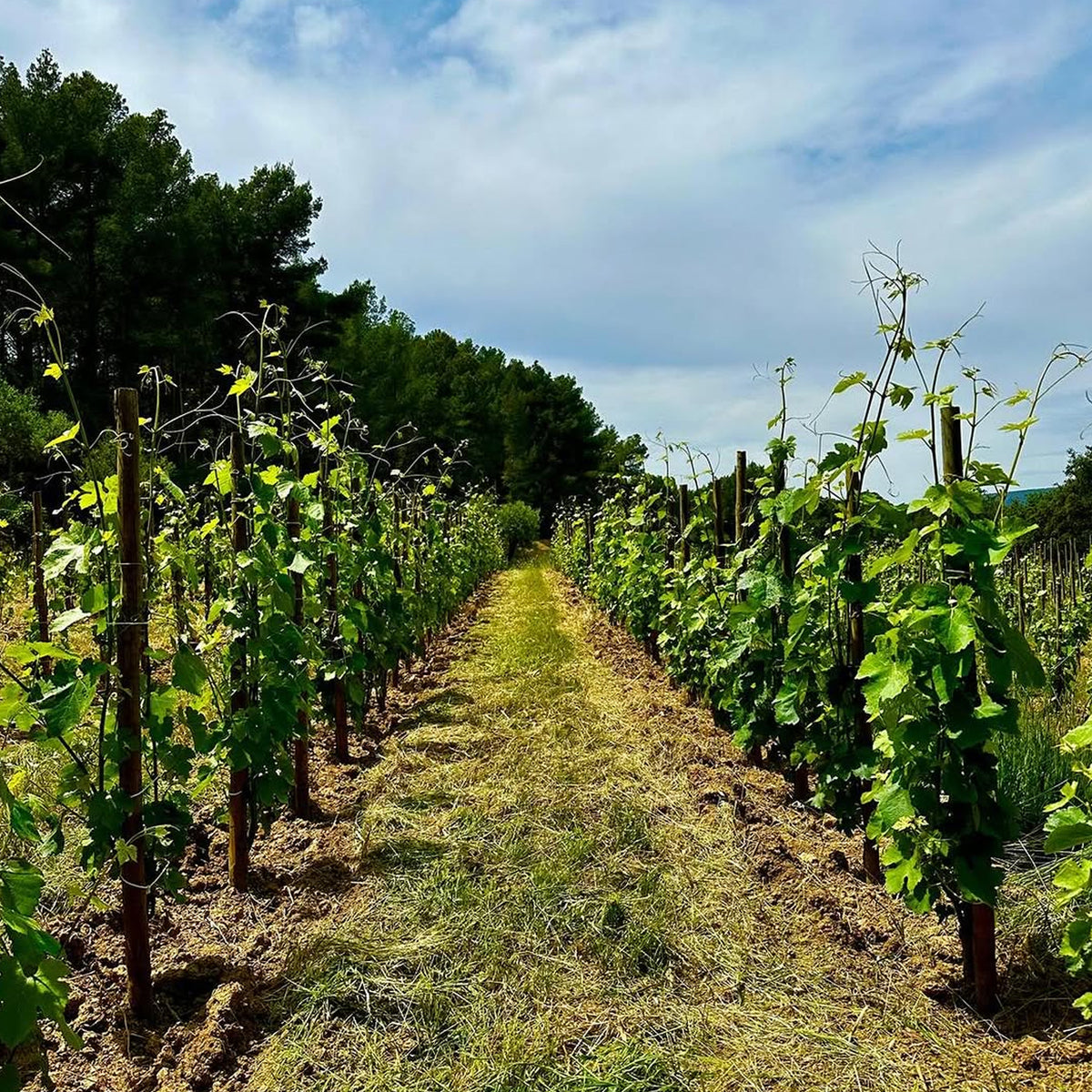 Domaine Tempier Bandol Rosé 2024