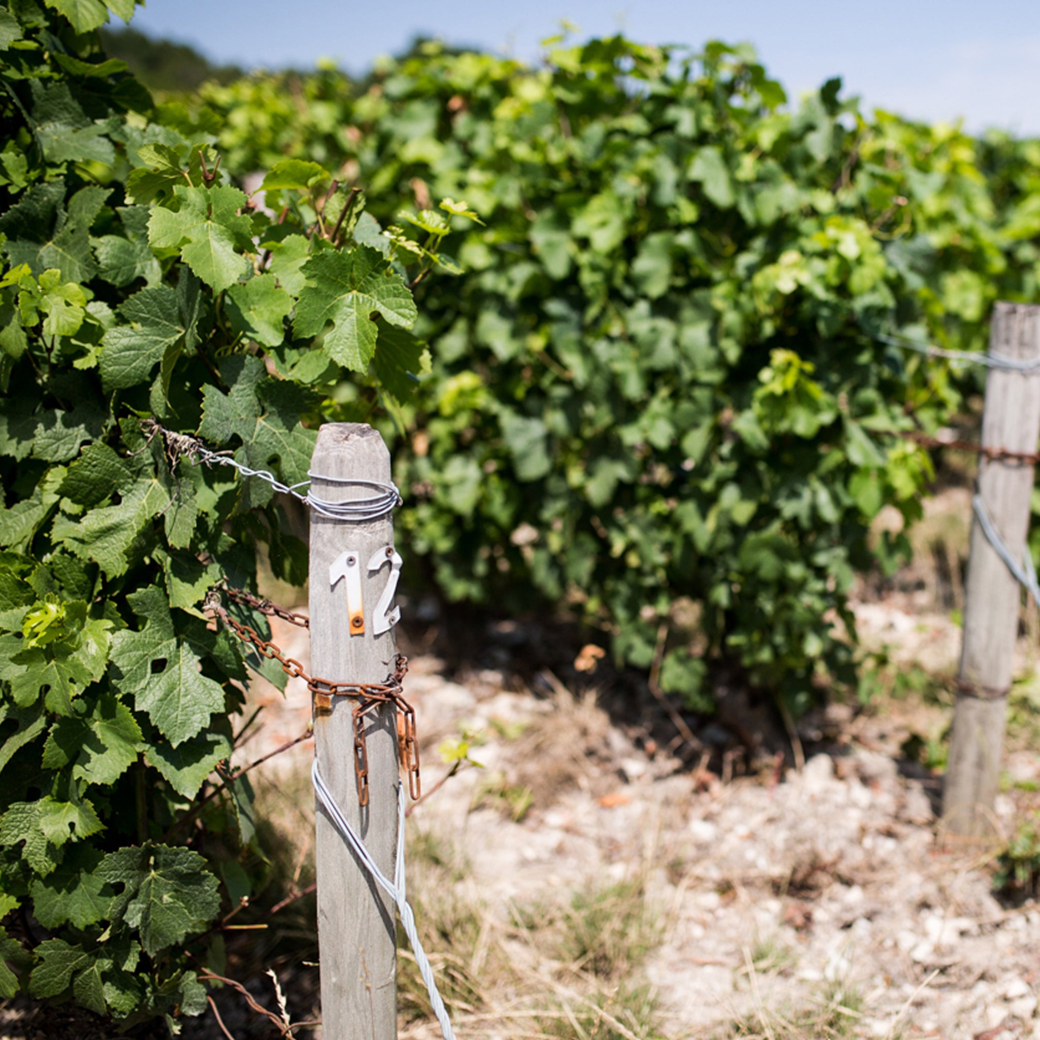 Domaine Vacheron Sancerre Blanc 2022