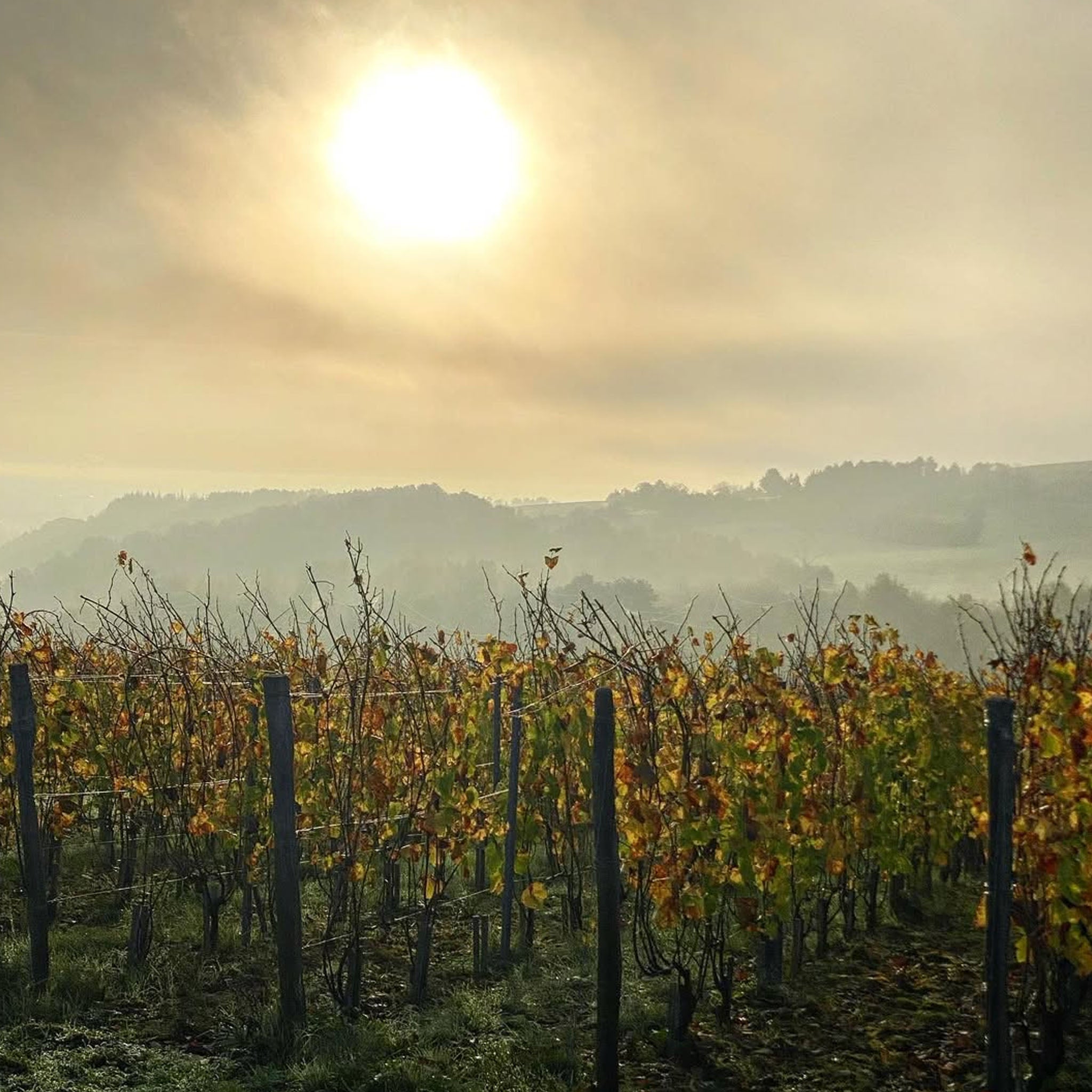 Domaine de la Cras 'Cras' Monopole Bourgogne Blanc 2022