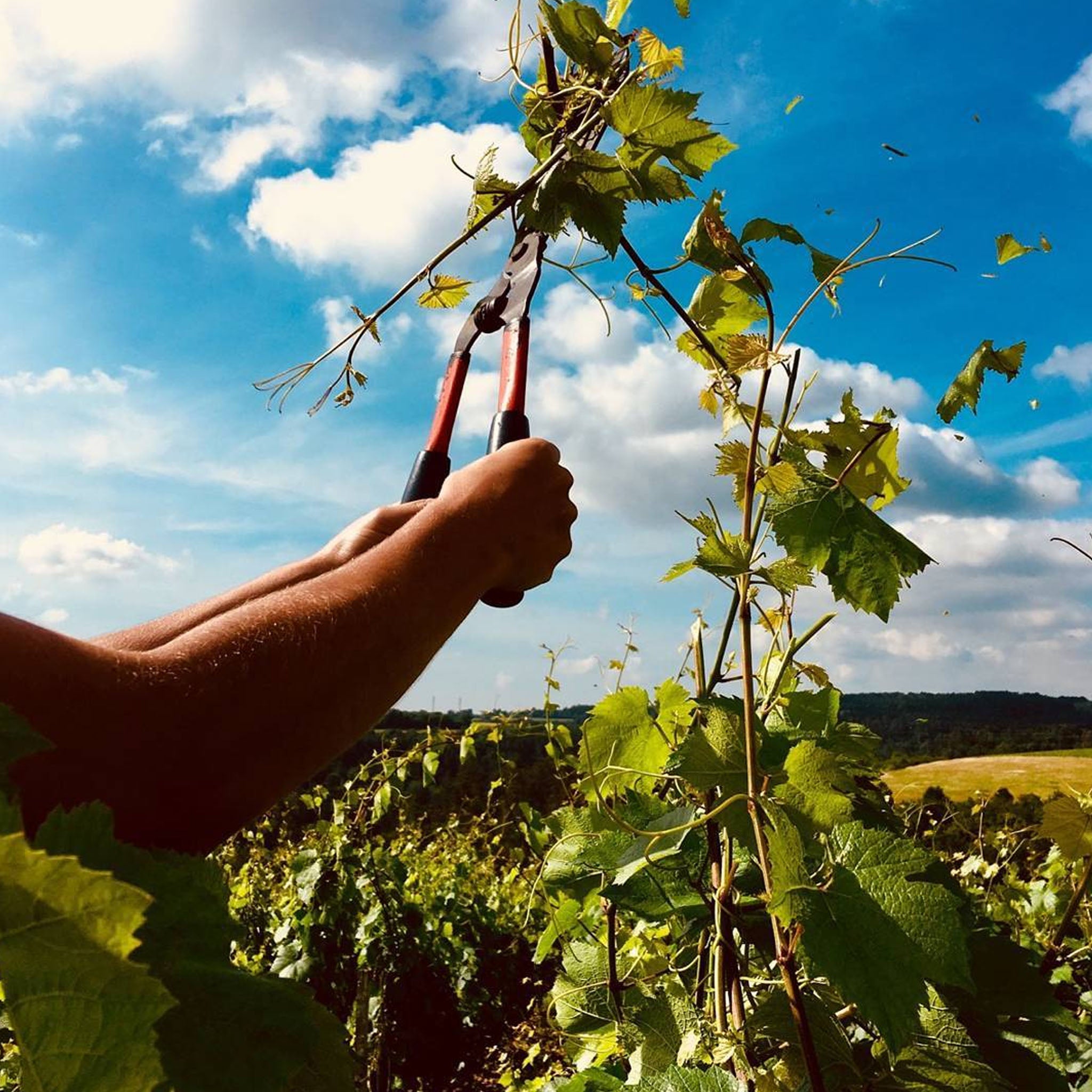 Domaine de la Cras Montrecul Bourgogne Rouge 2022