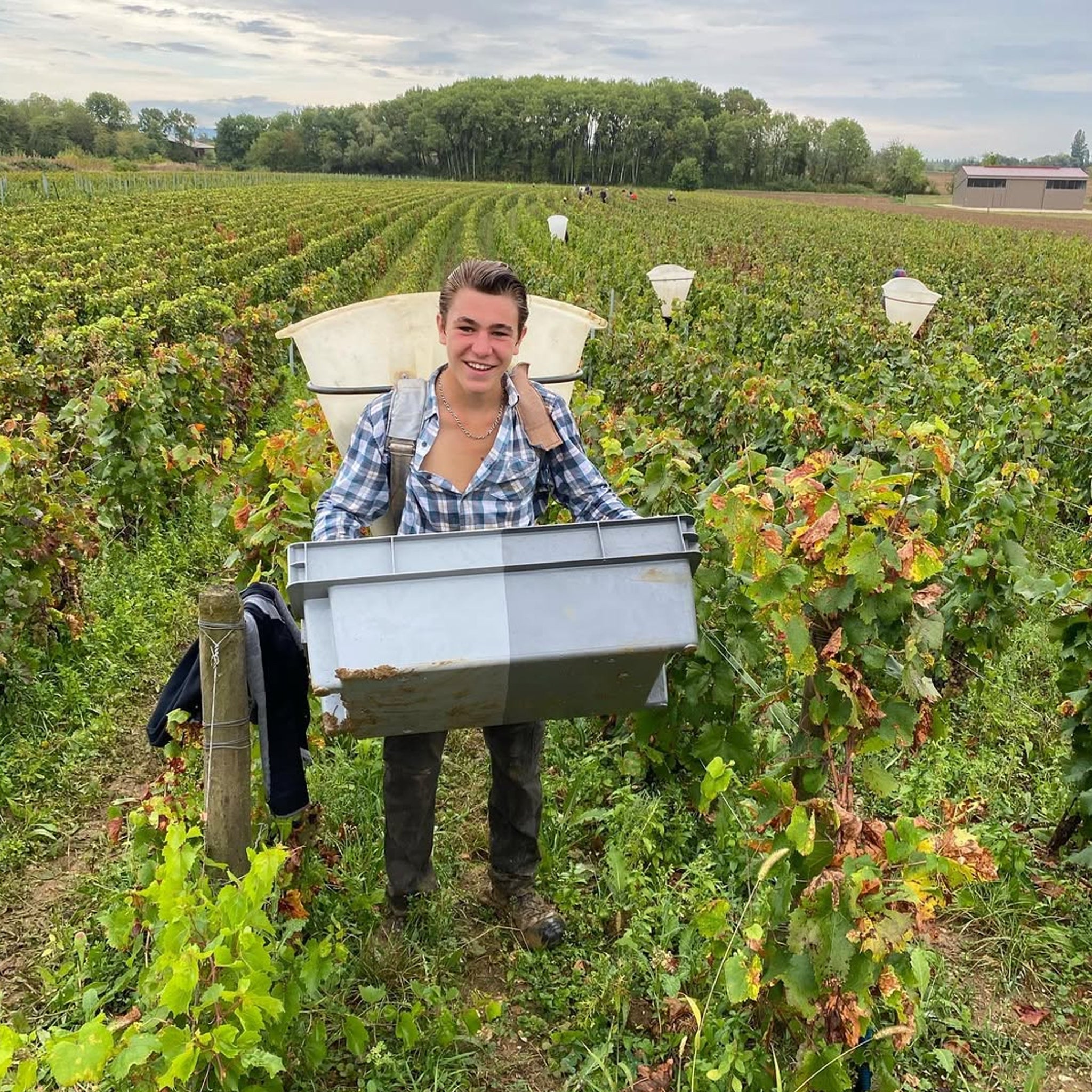 Domaine du Pélican Arbois Savagnin Ouillé 2023