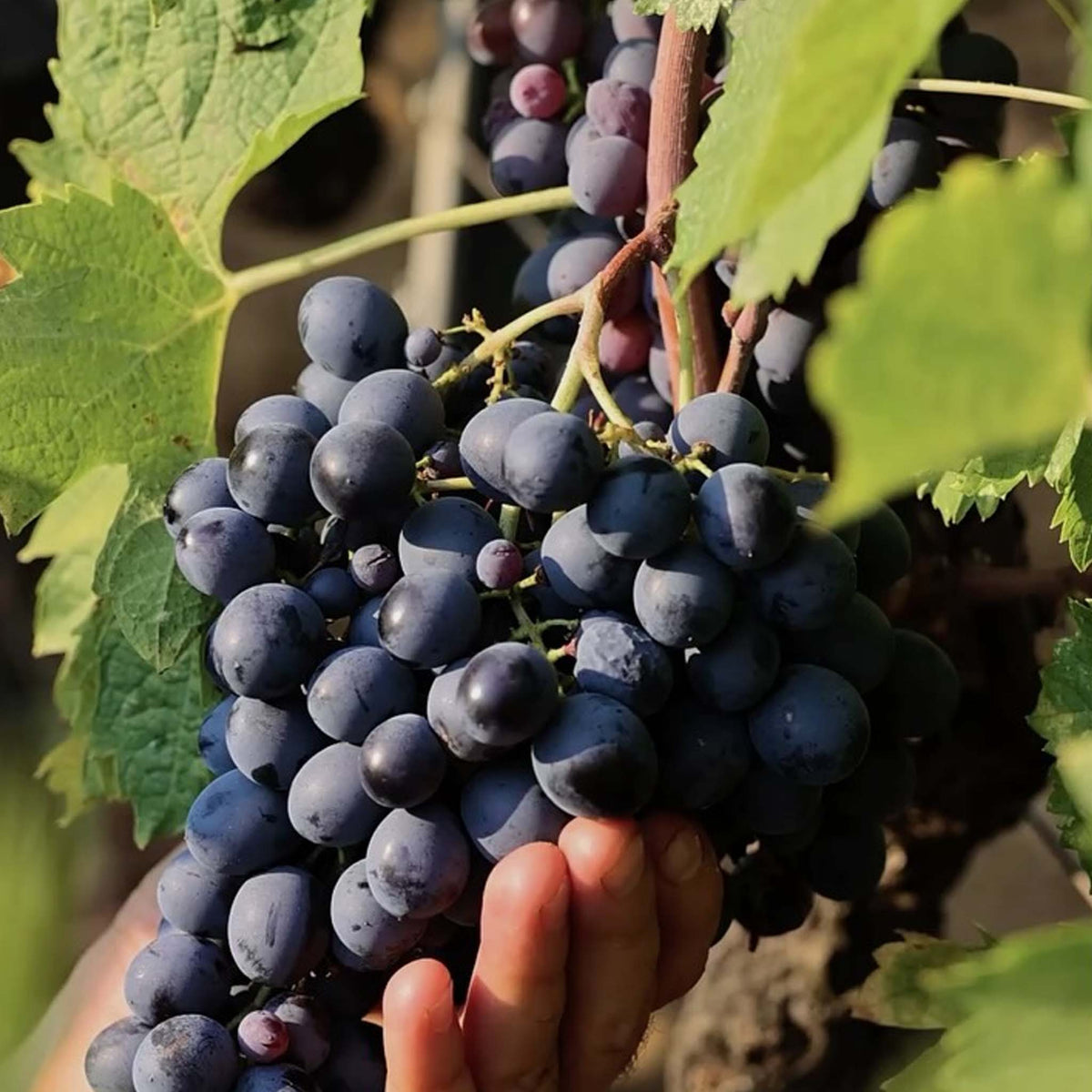 Domaines Ott Clos Mireille Coeur de Grain Rosé 2024